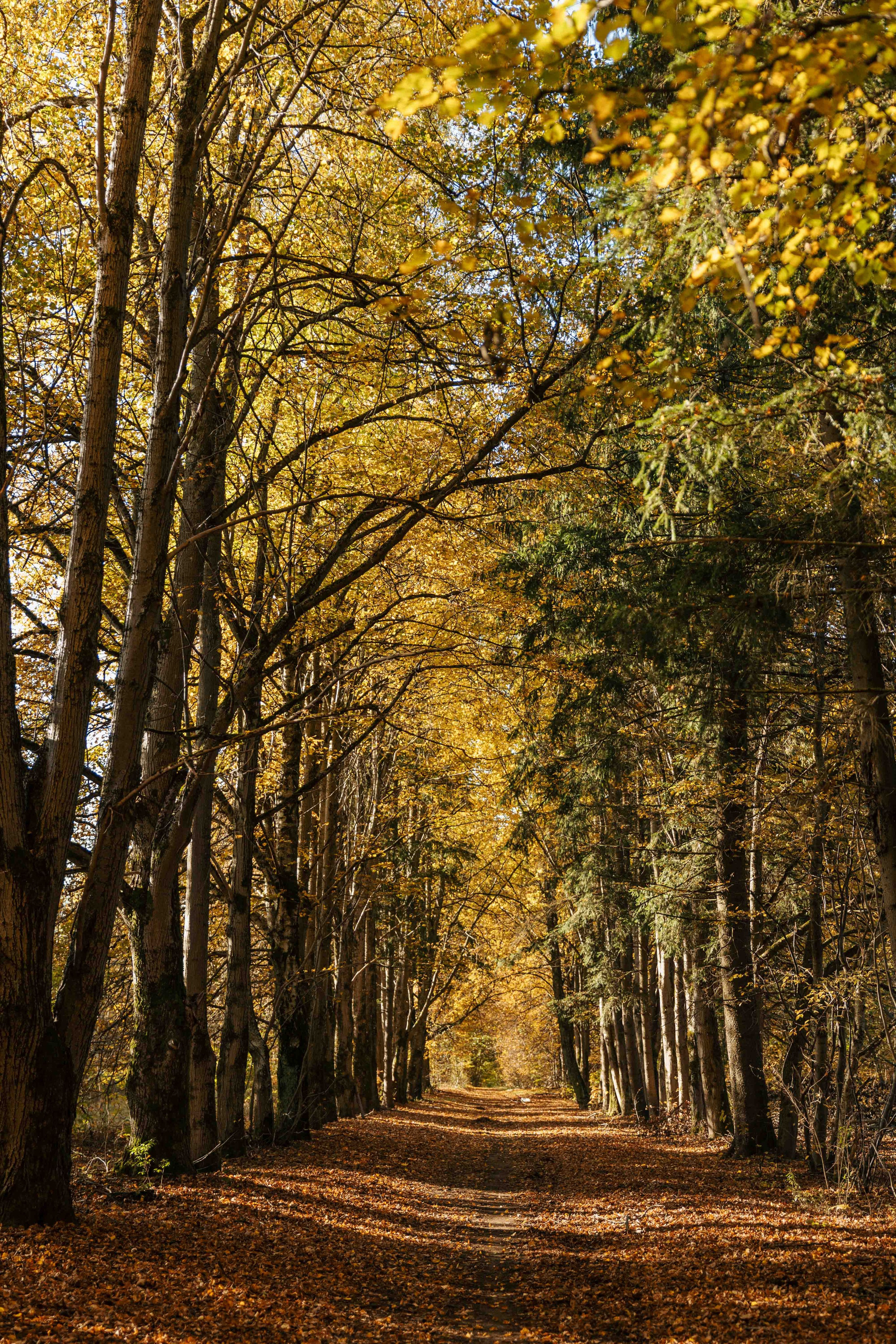 Best Autumn Photoshoot Locations in Vilnius: Top Spots to Capture the Fall Colors. Framed by Evelina | Destination Wedding Photographer from Lithuania | Europe