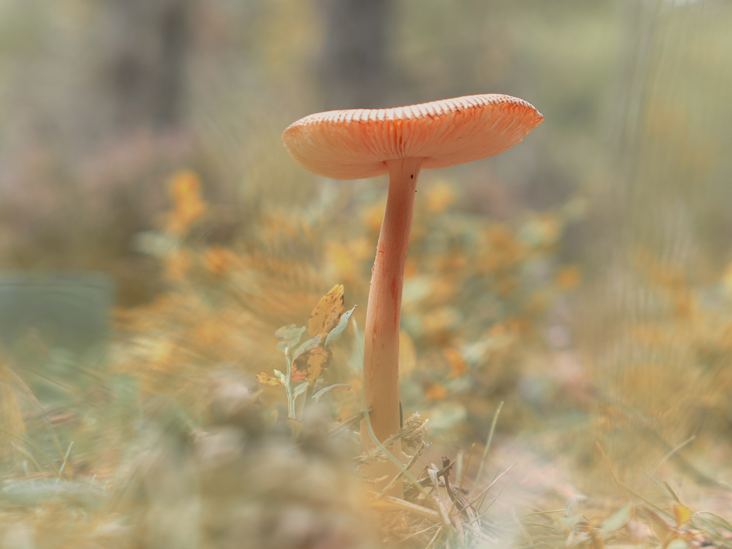 Portfolio. Photographer in Sotenäs municipality. Fotograf i Sotenäs kommun