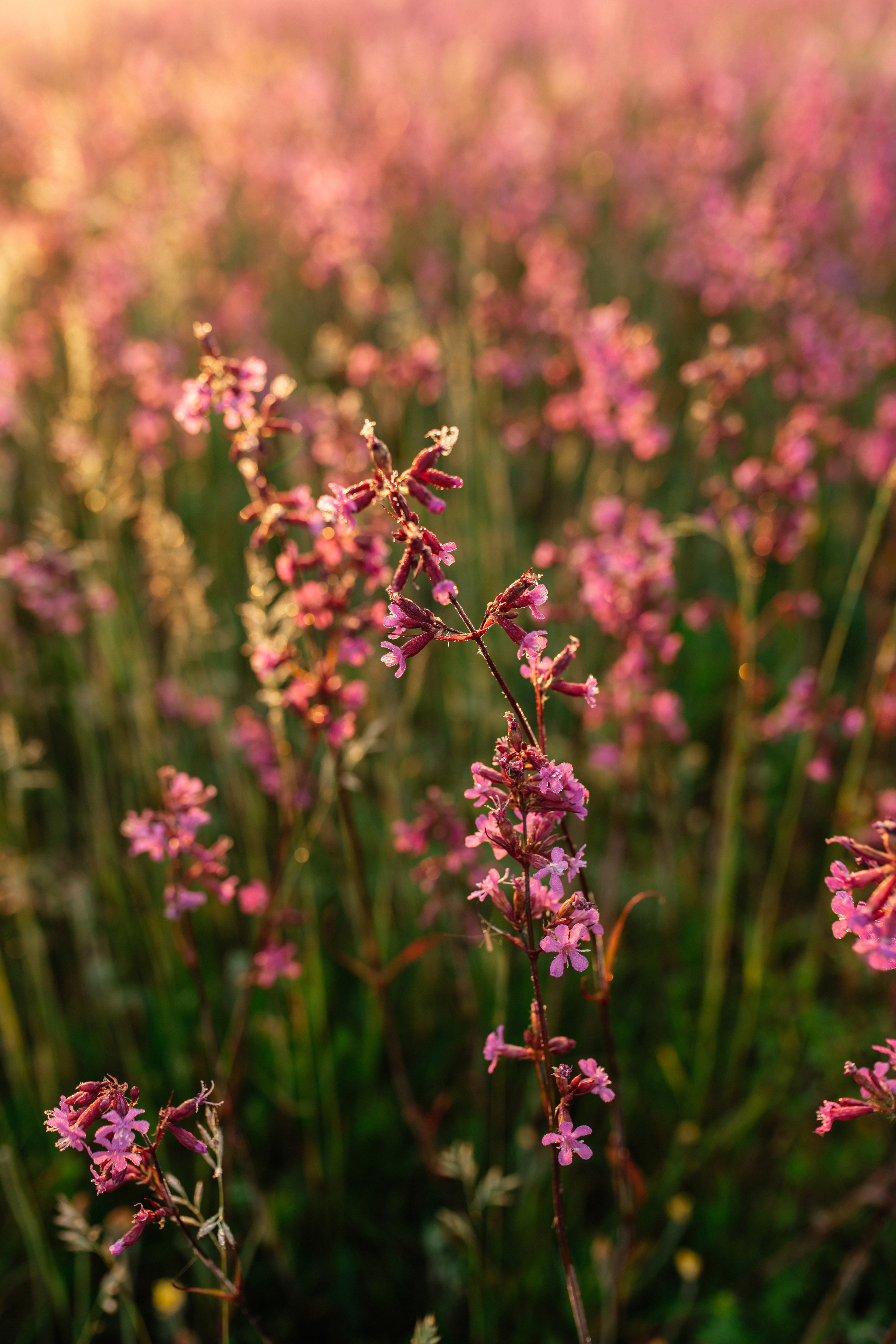 Летний рассвет. Фотограф Даугавпилс/Рига Виктория Нитиша