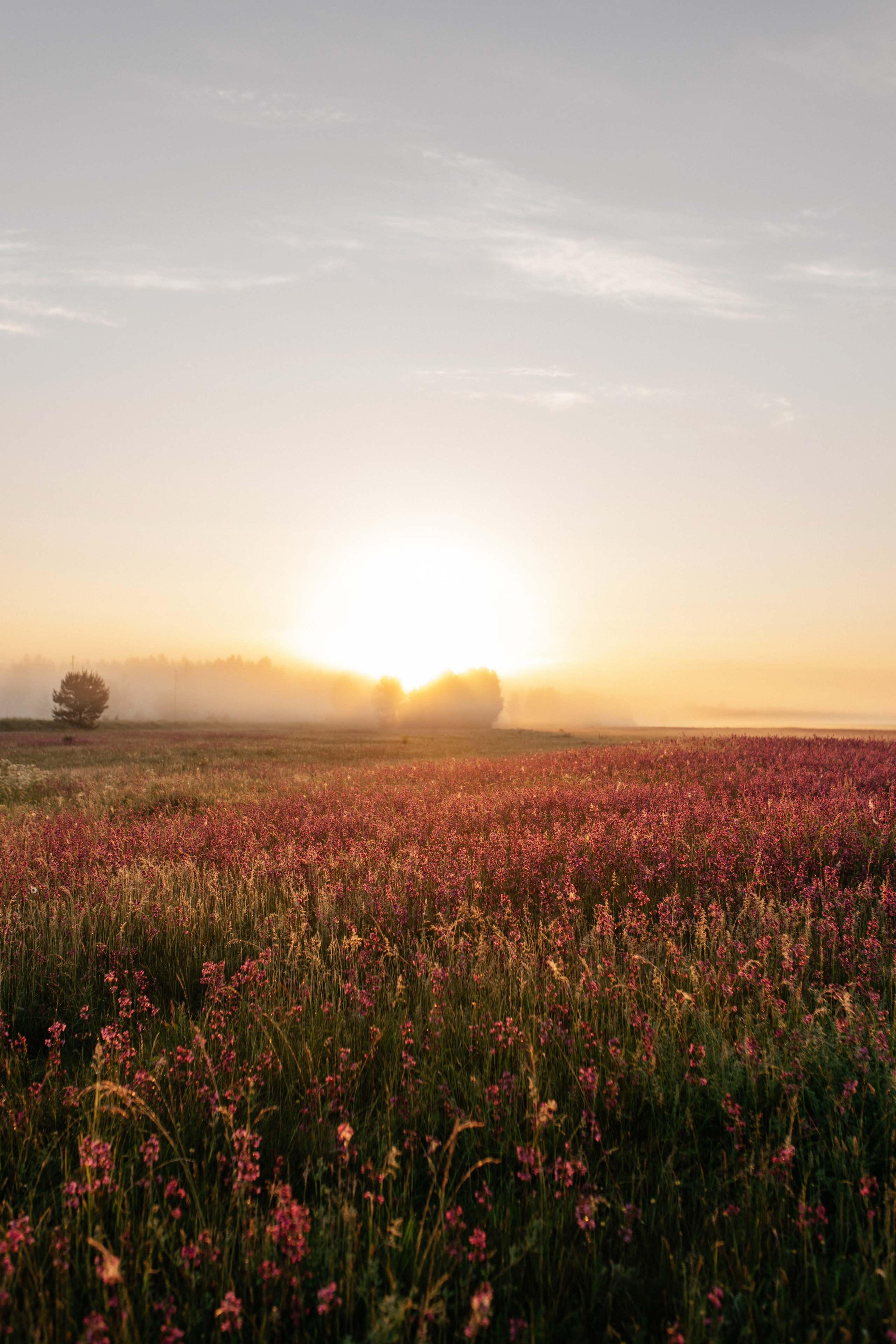 Летний рассвет. Фотограф Даугавпилс/Рига Виктория Нитиша