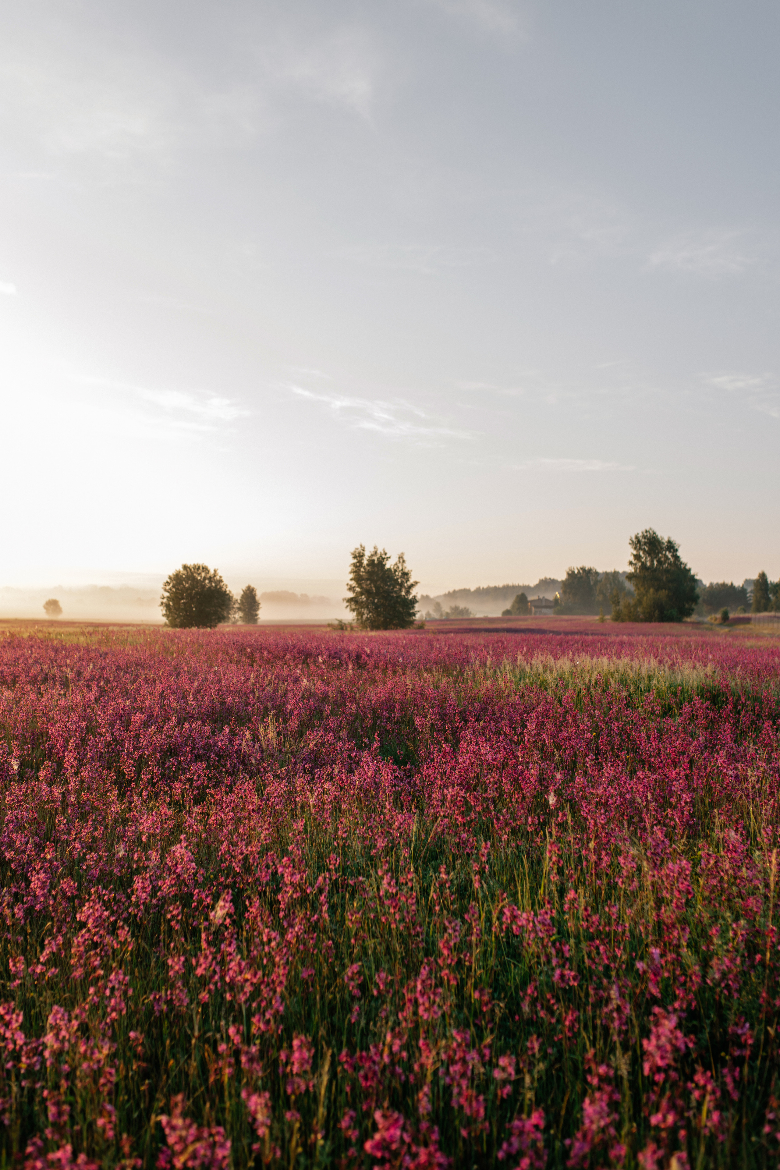 Летний рассвет. Фотограф Даугавпилс/Рига Виктория Нитиша
