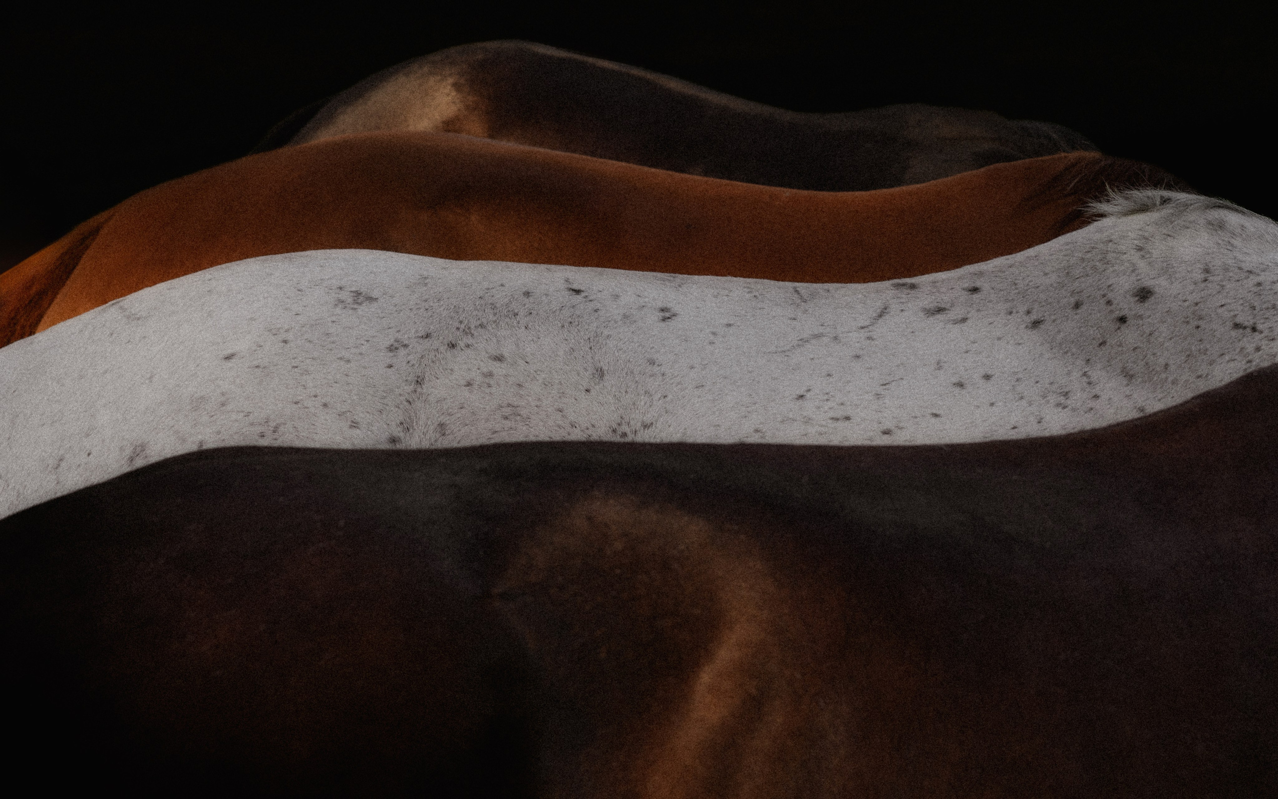 Portfolio de photographie équestre | Chevaux en France