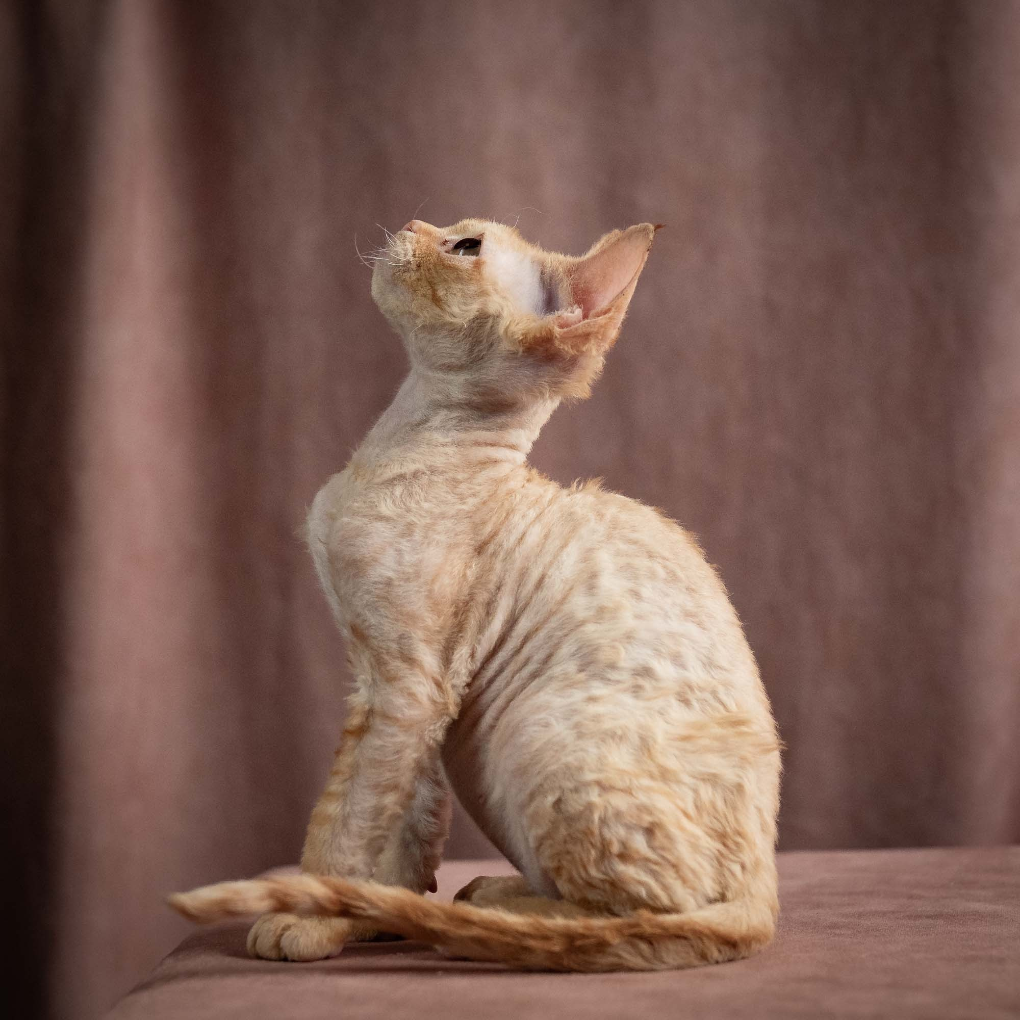 Piper, girl, born 02.11.26. Devon Rex Pixie Cattery