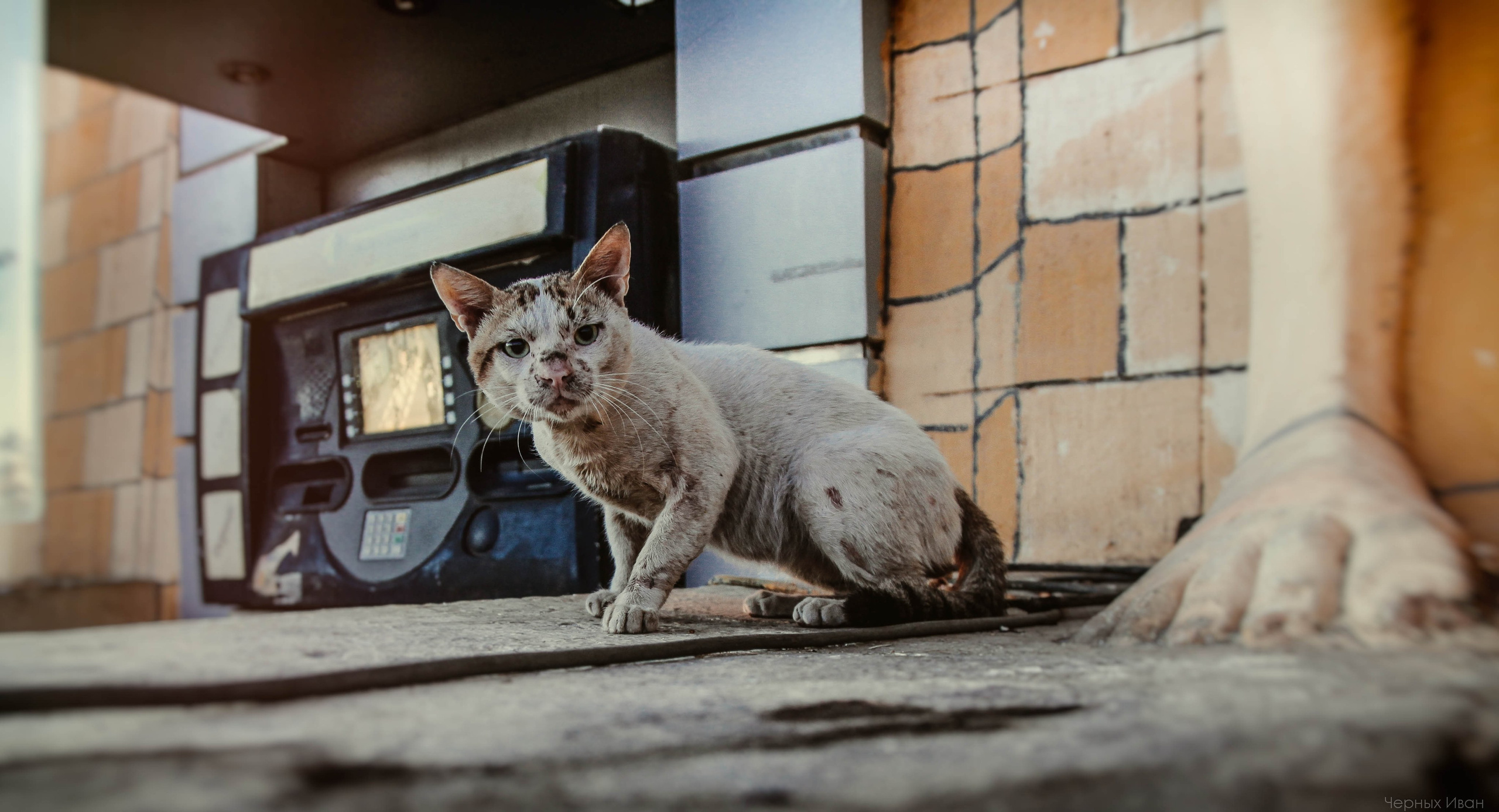 Кот шпедингера. Стрит-фотография, полная абсурда, идиотизма и красоты