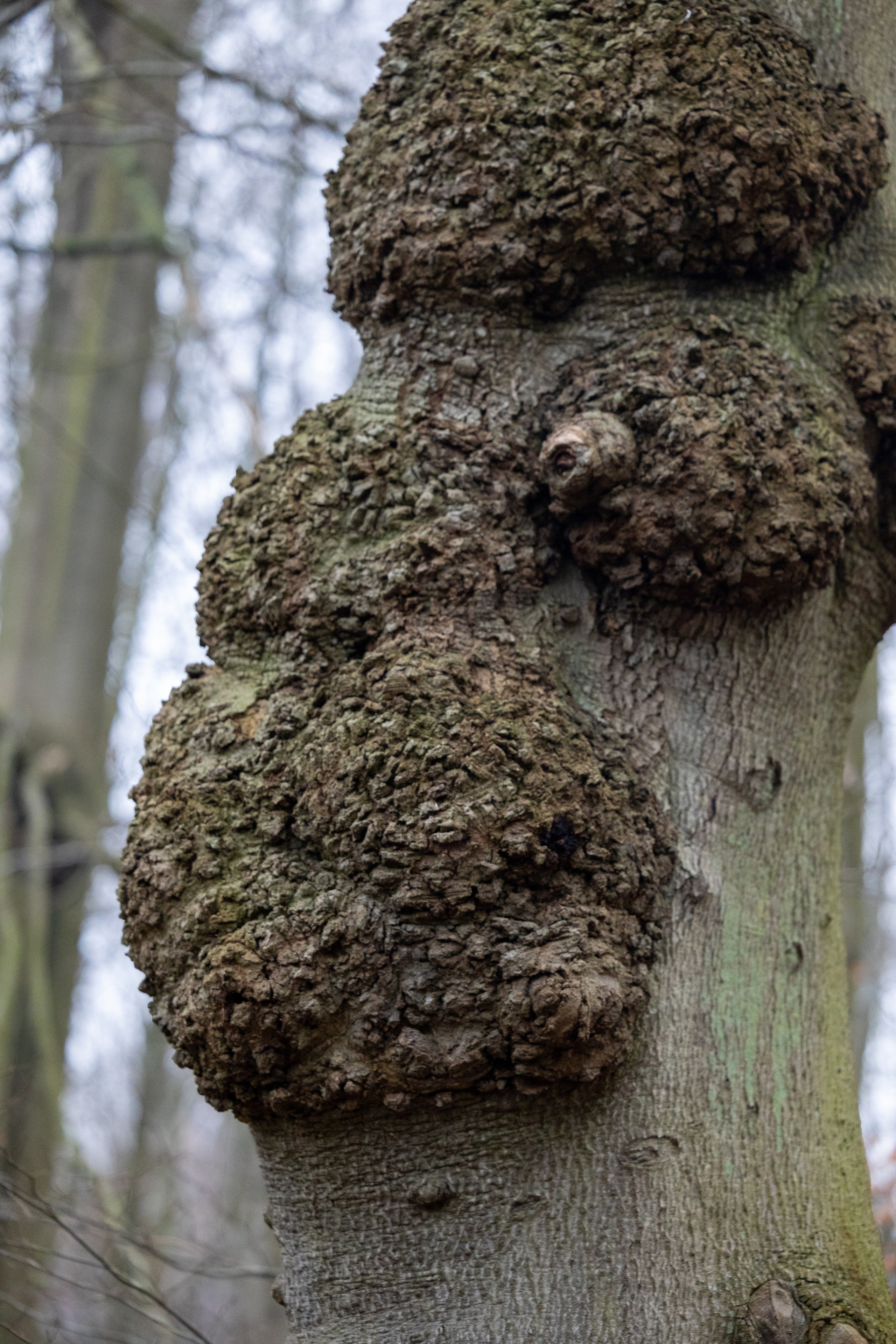 Forår. Fotograf Aarhus | Portrætfoto Århus | Flotte billeder