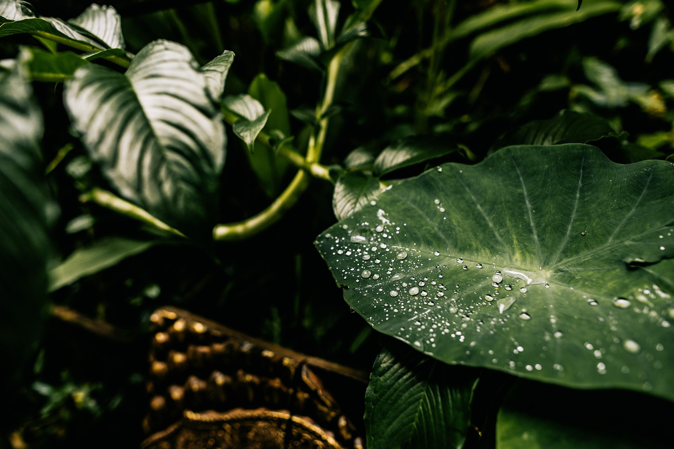 Rice terraces + secret temple. Getitfeel — Aesthetic Photography and Videography