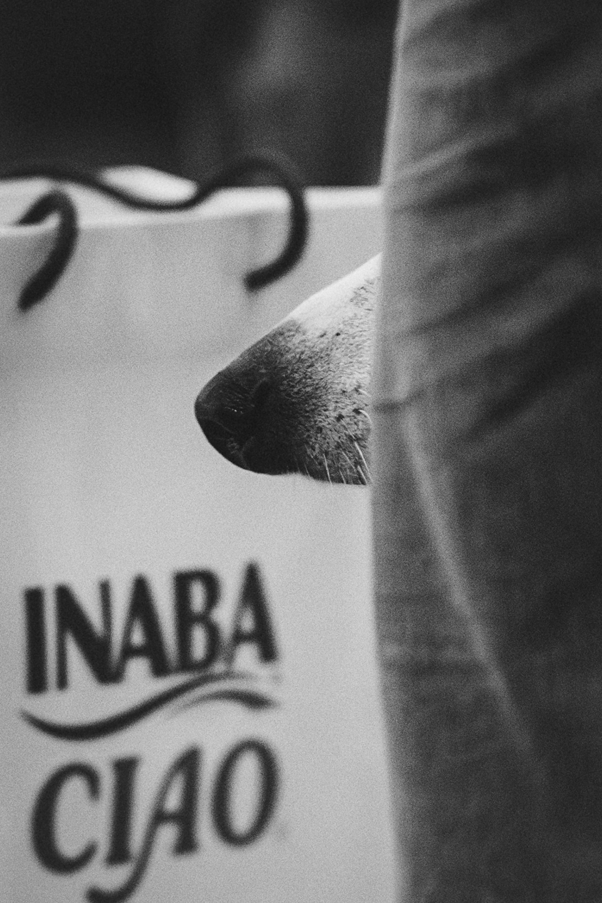 GalgoTreff / Solaris keskus 16 november. Kat Laisaar — Pet photographer in Tallinn