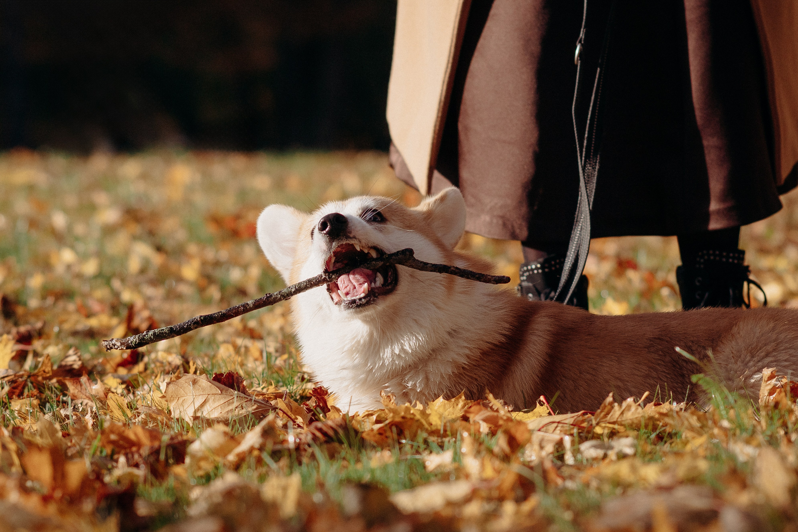 Liisa, Alexander & Marsel. Фотограф-анималист в Таллинне, Катя Лайсаар
