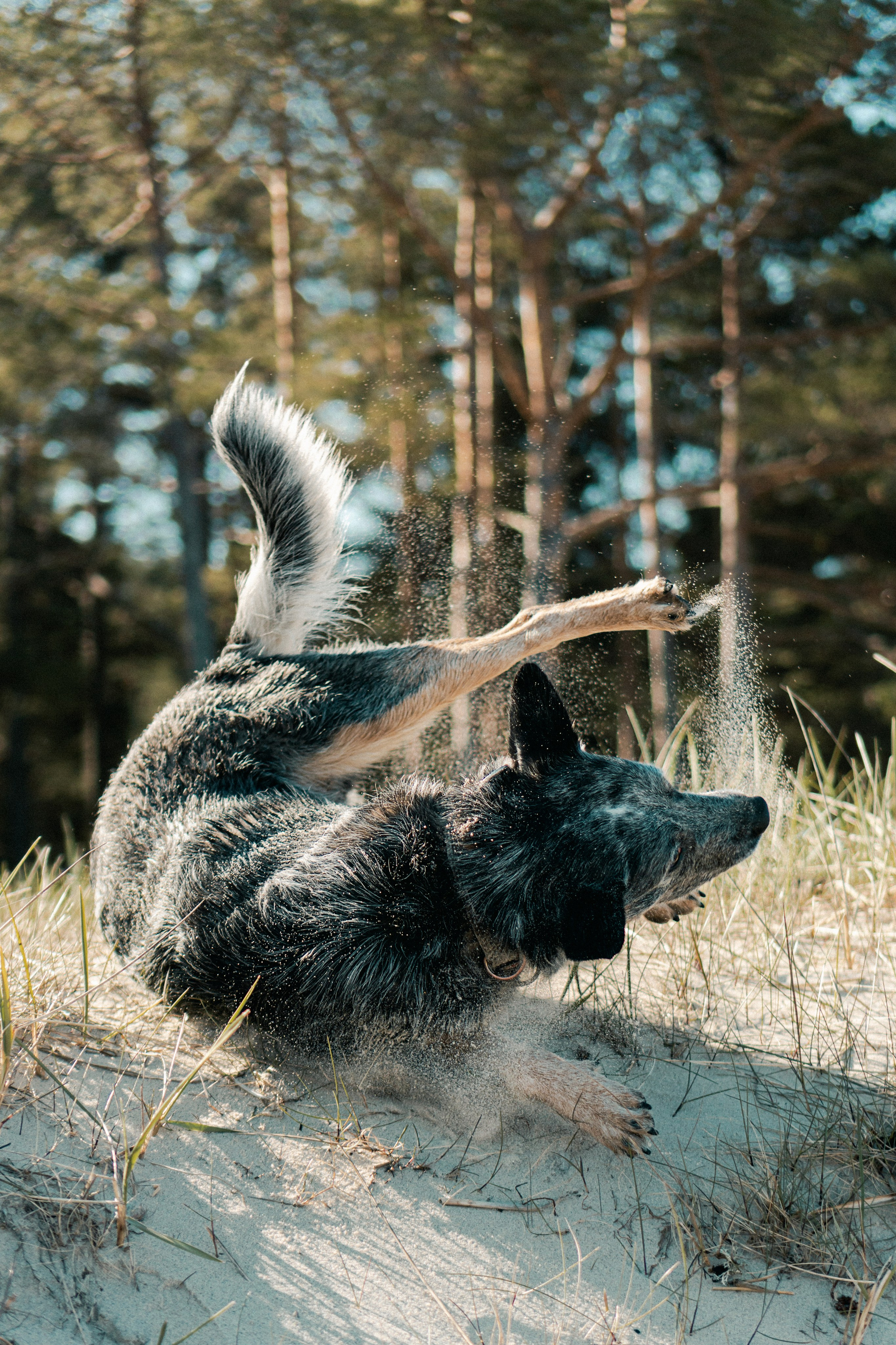 Oskar, Maria & Dmitrii. Kat Laisaar — Pet photographer in Tallinn