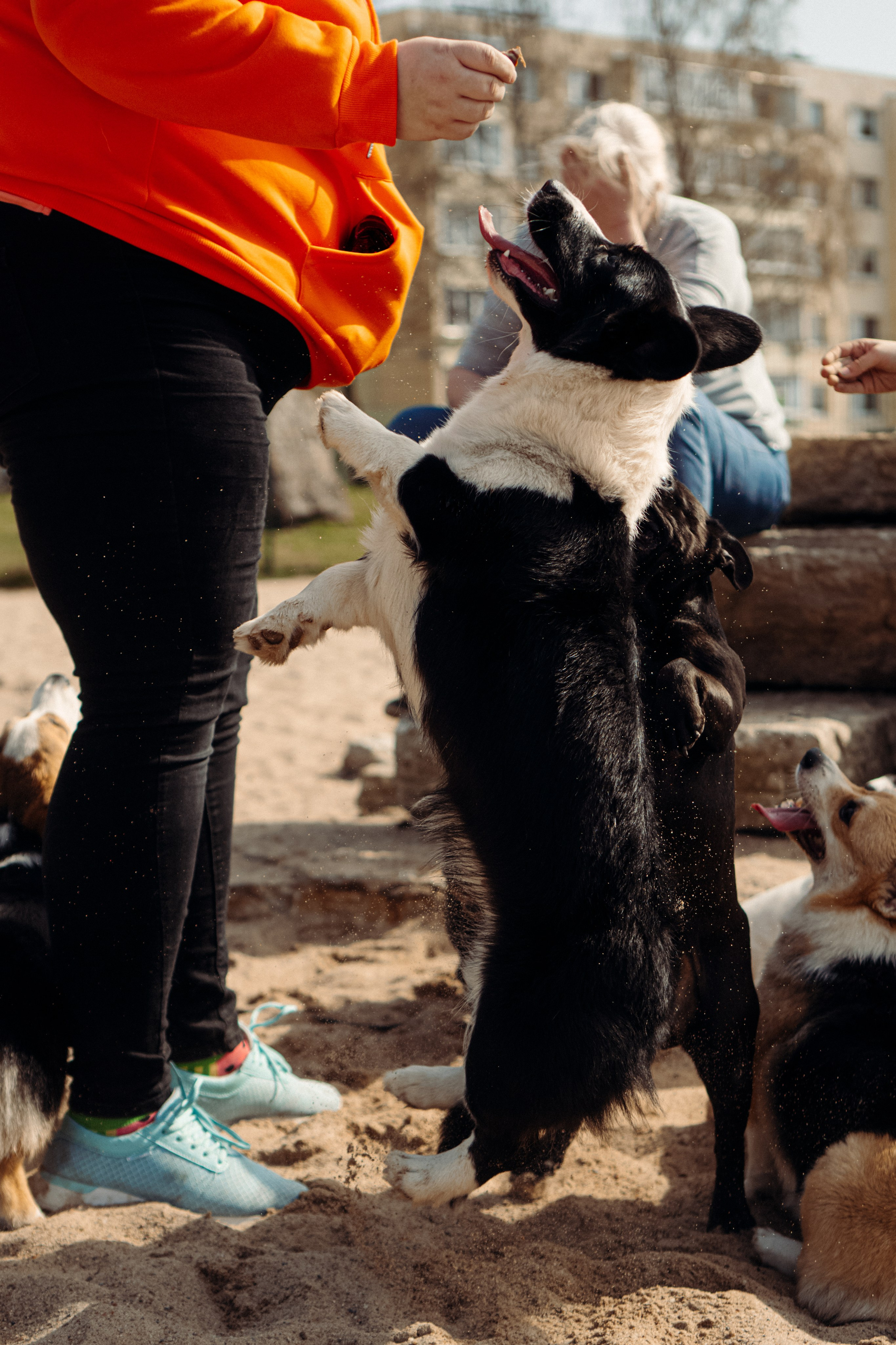Corgi party, 18 apr. 2025. Kat Laisaar — Pet photographer in Tallinn