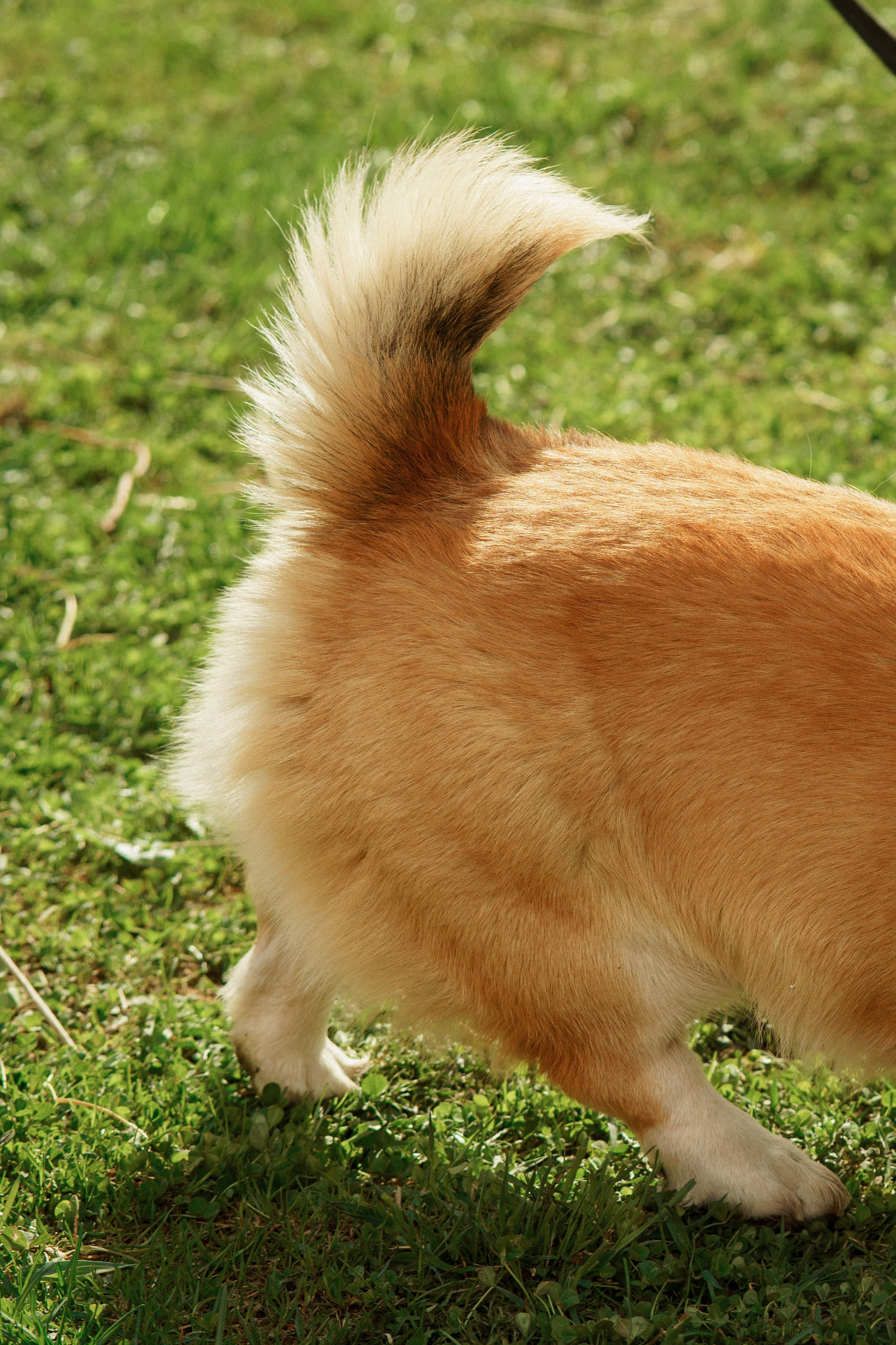 Herding Days, 26 apr. 2025. Kat Laisaar — Pet photographer in Tallinn