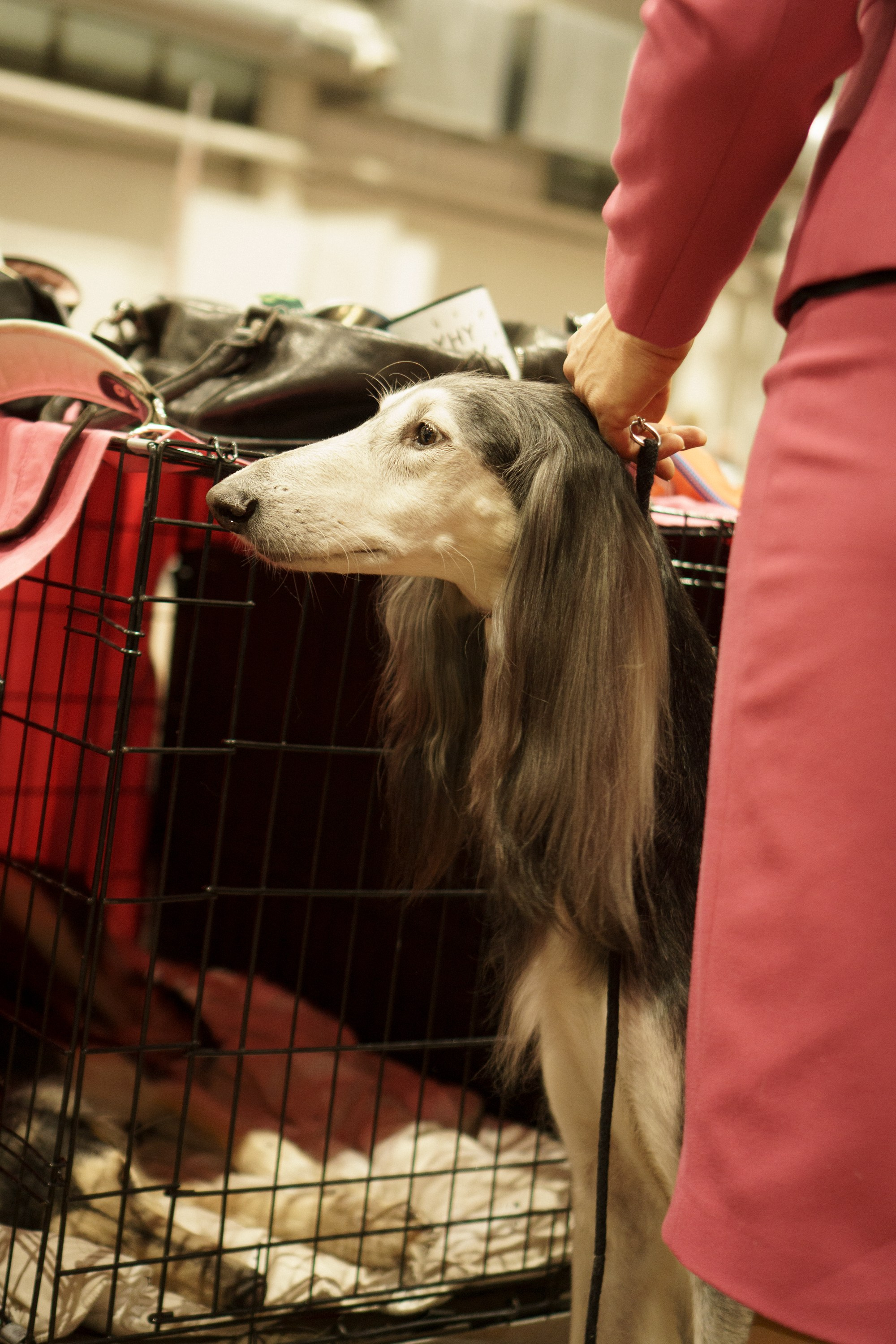 Tartu International Dog Show. Kat Laisaar — Pet photographer in Tallinn