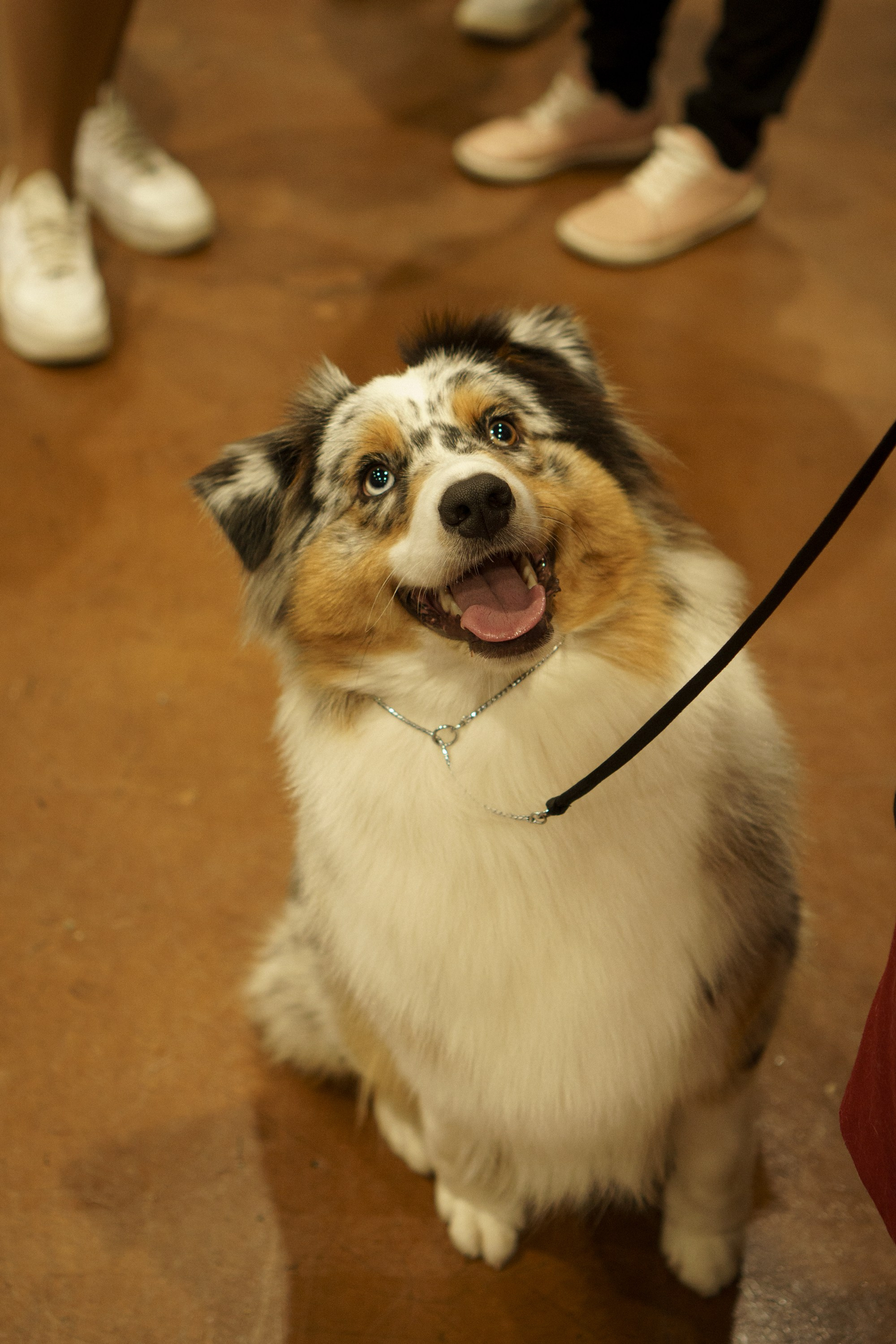 Tartu International Dog Show. Kat Laisaar — Pet photographer in Tallinn