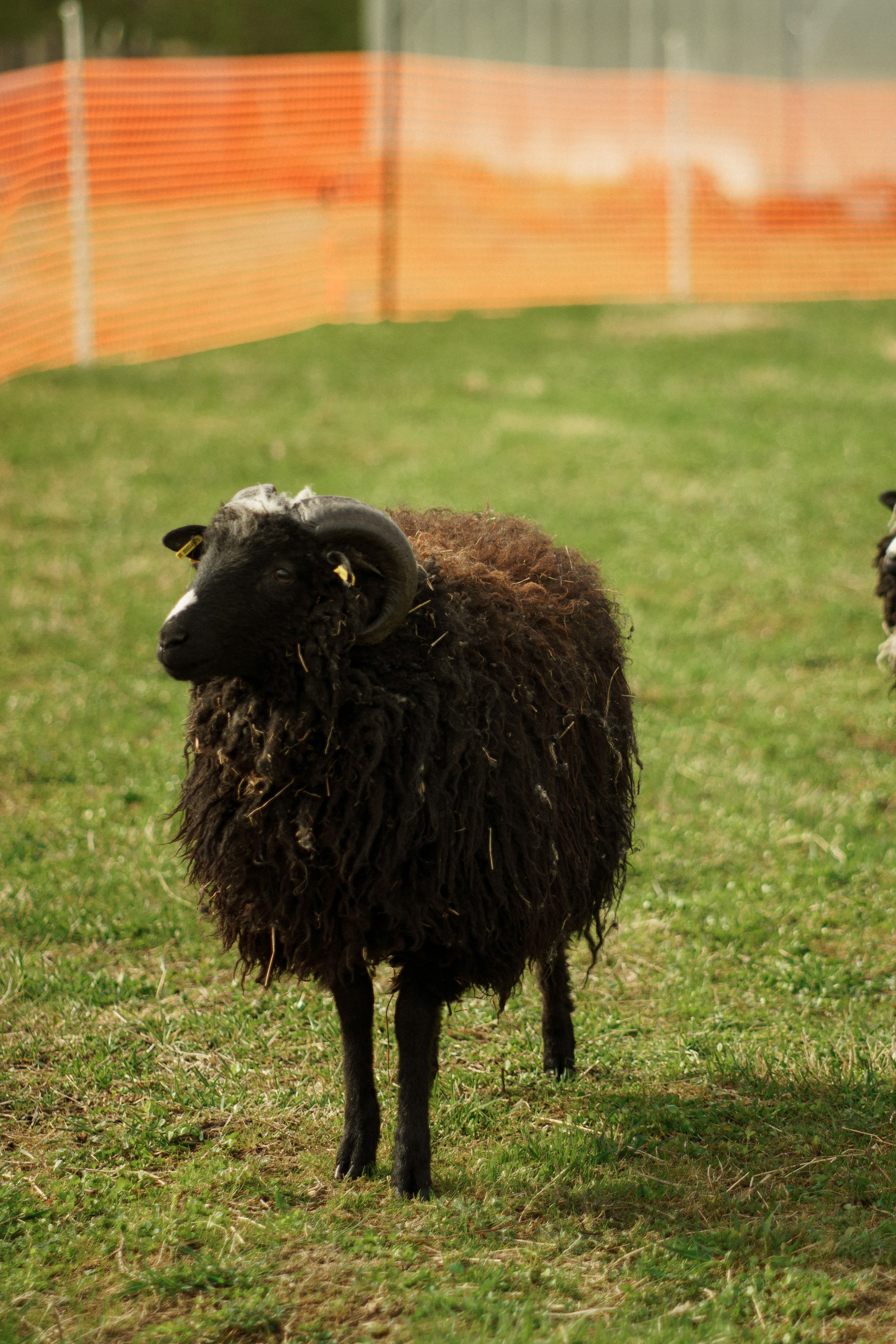 Herding Days, 26 apr. 2025. Kat Laisaar — Pet photographer in Tallinn
