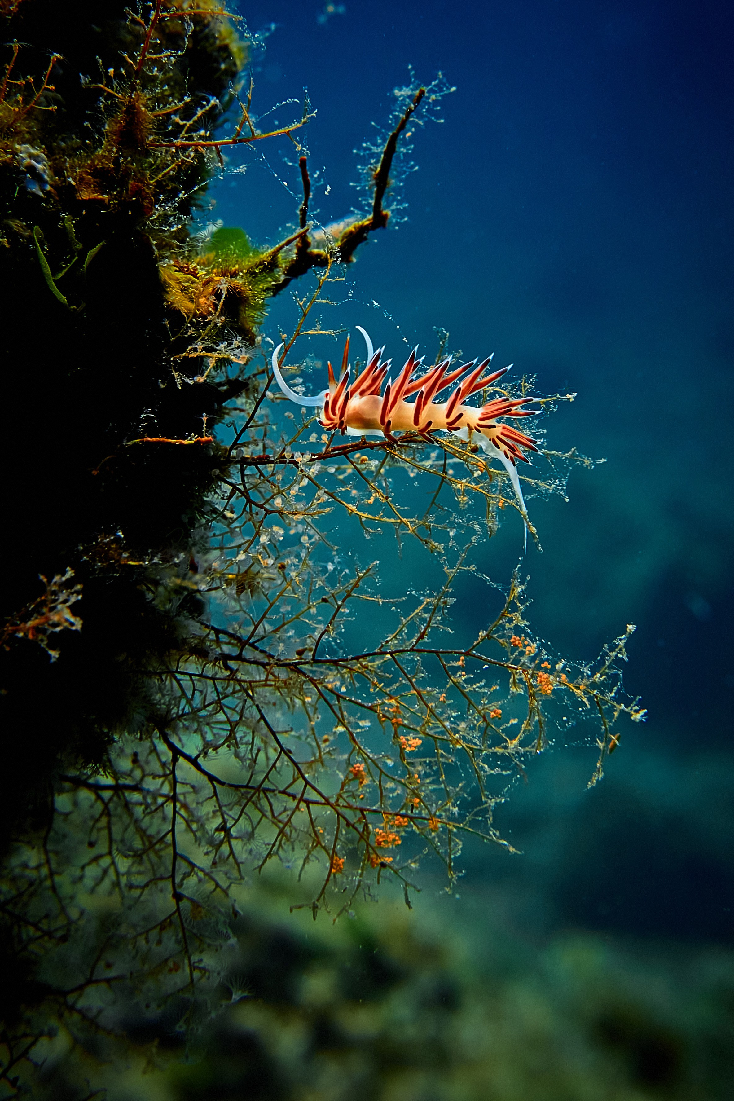 Mieszkańcy mórz. Andriej Szypilow — Photography & Videography