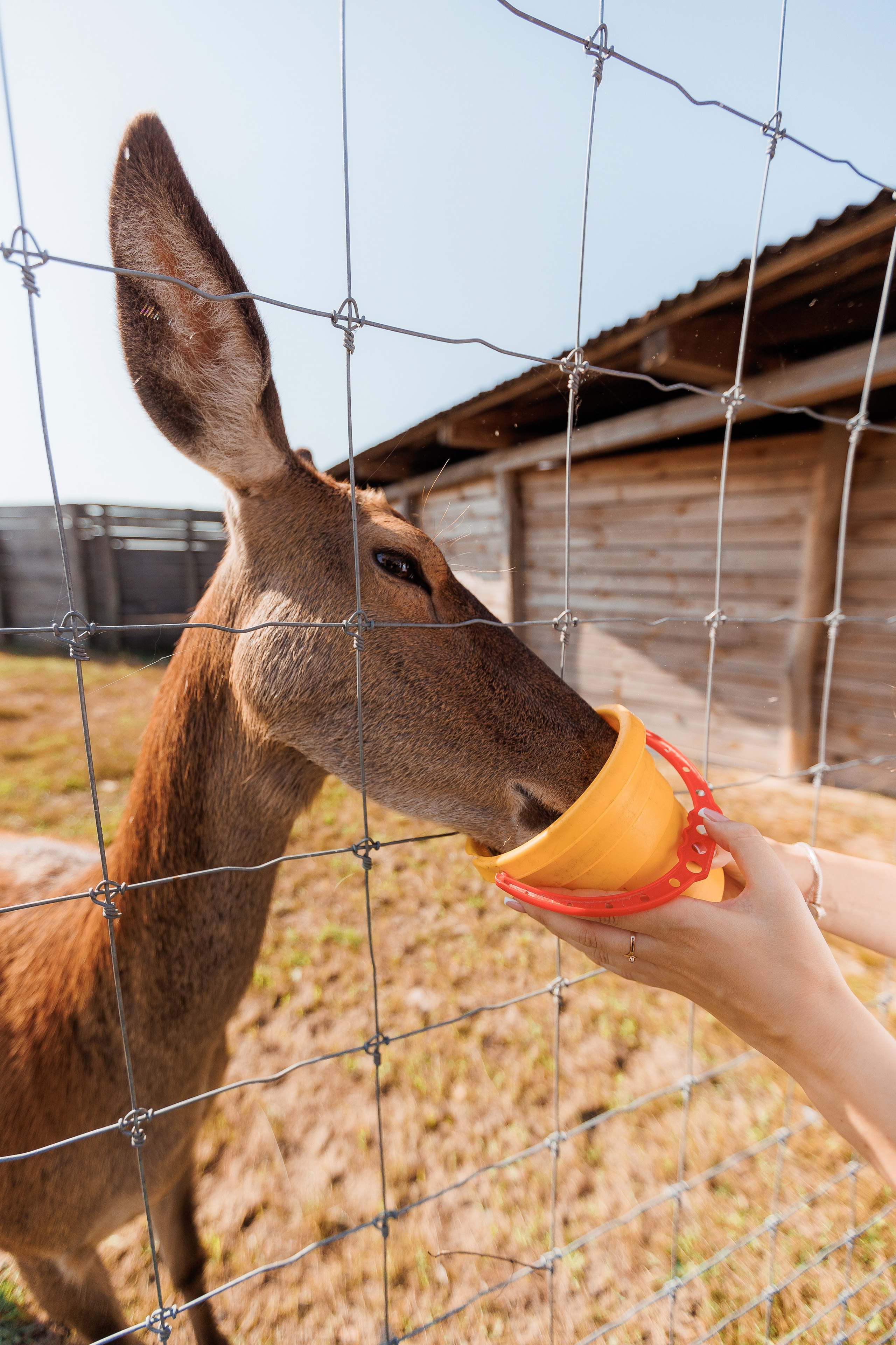 Екопарк Аміла. Ірина Терещук