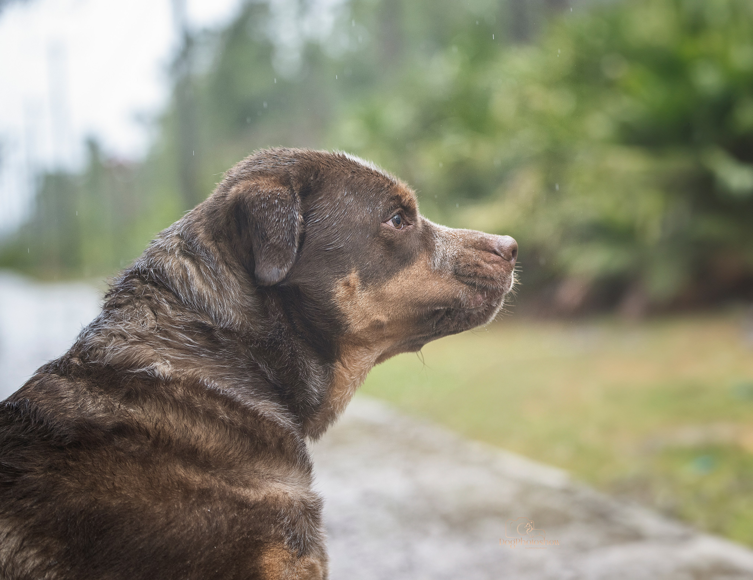 📸 7. Katerina Royter Pet Photographer North Florida