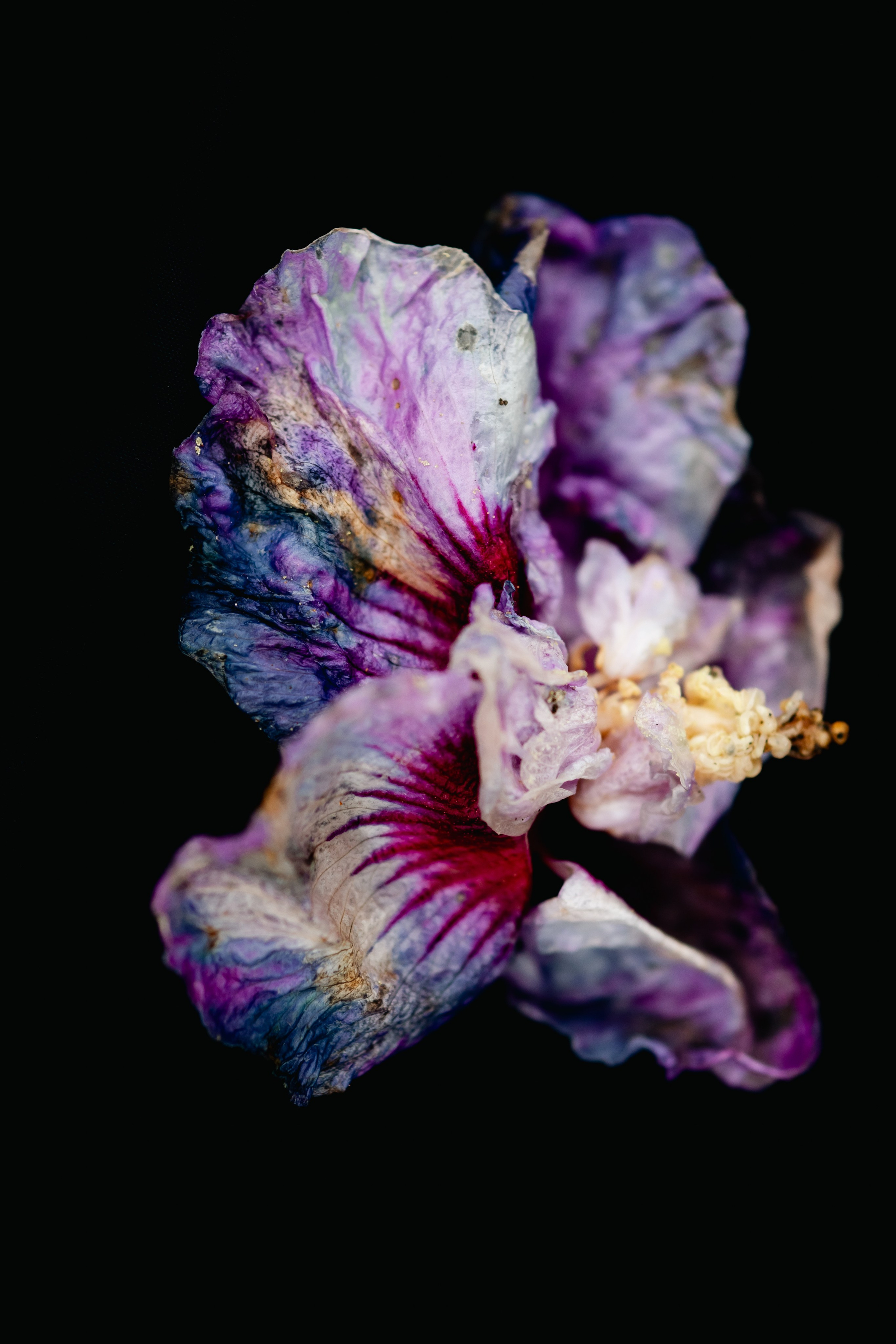 Flower photographs. Look Around You