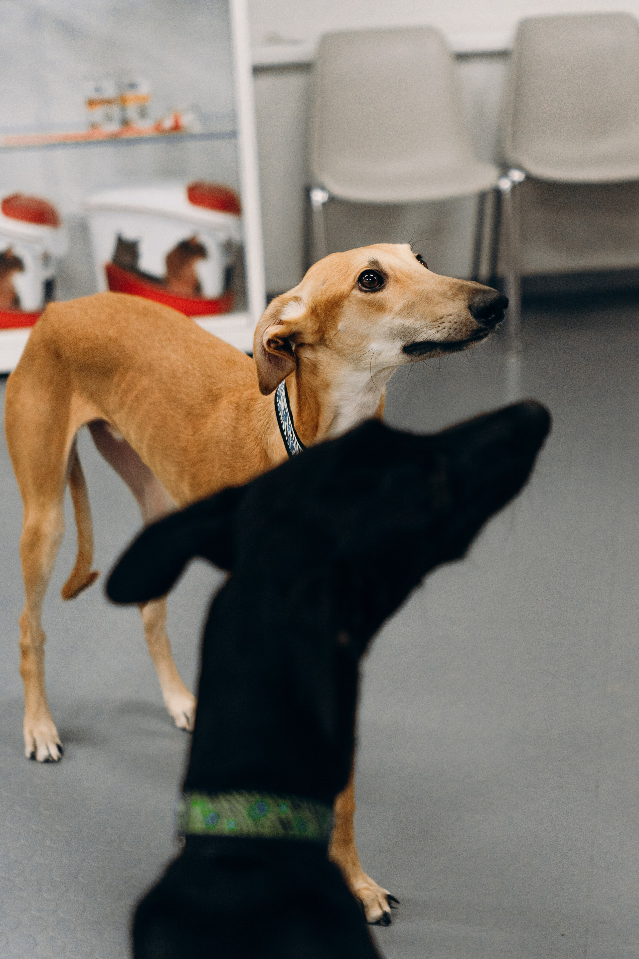 Galgotreff, 9 feb. 2025. Kat Laisaar — Pet photographer in Tallinn