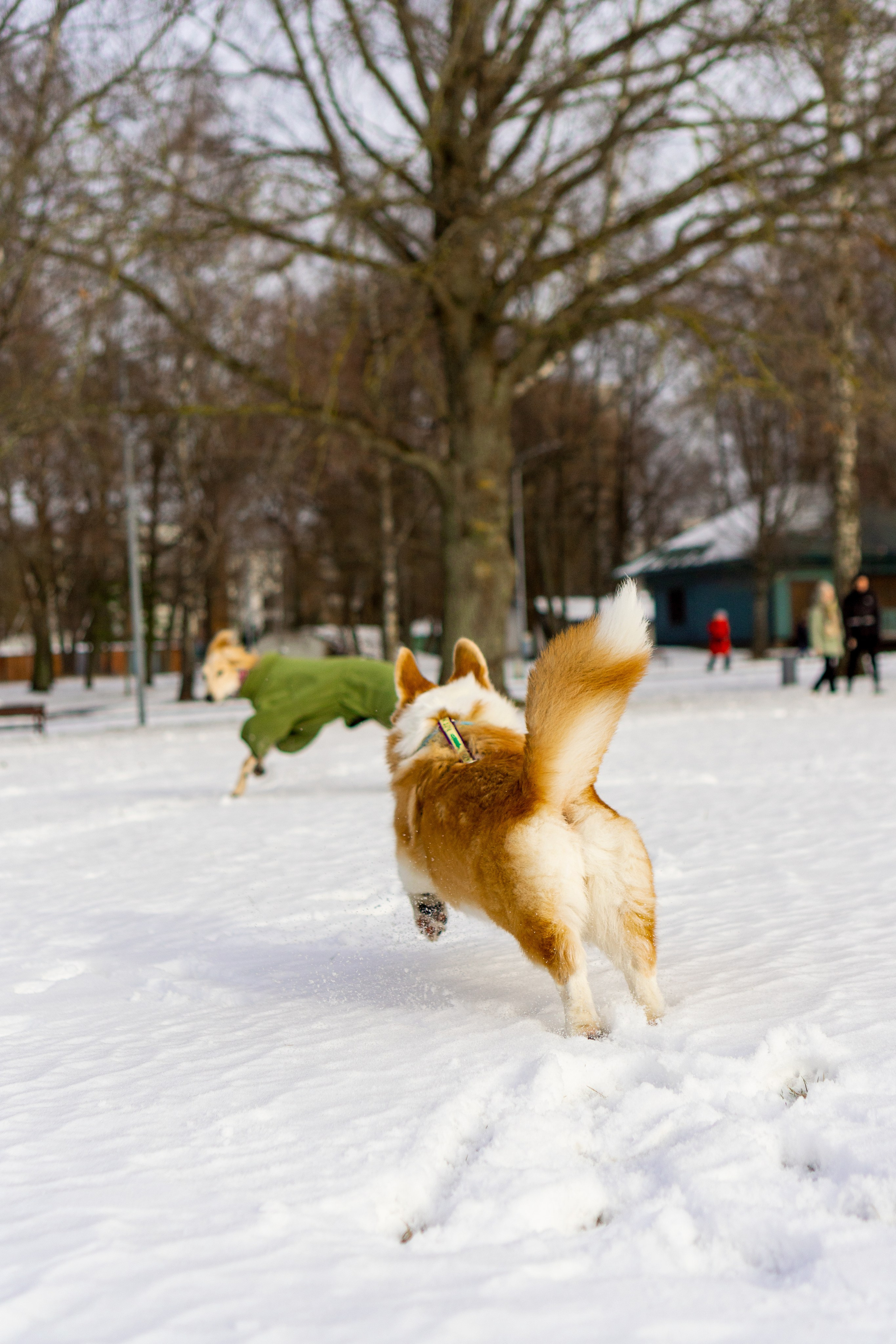 Corgi party, 23 feb. 2025. Kat Laisaar — Pet photographer in Tallinn