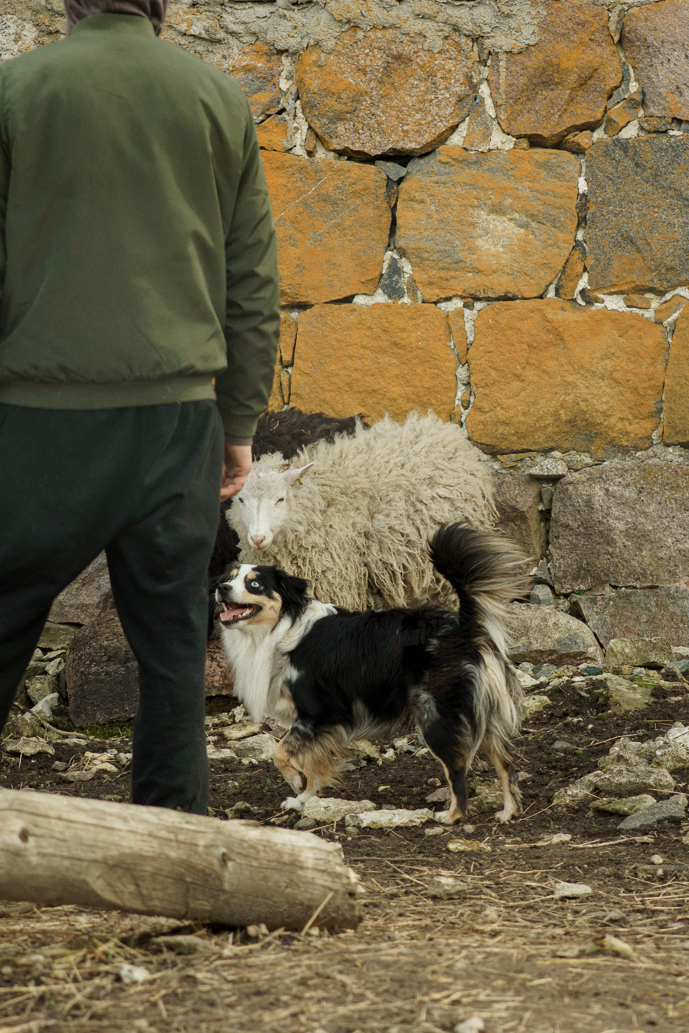 Herding Days, 26 apr. 2025. Kat Laisaar — Pet photographer in Tallinn