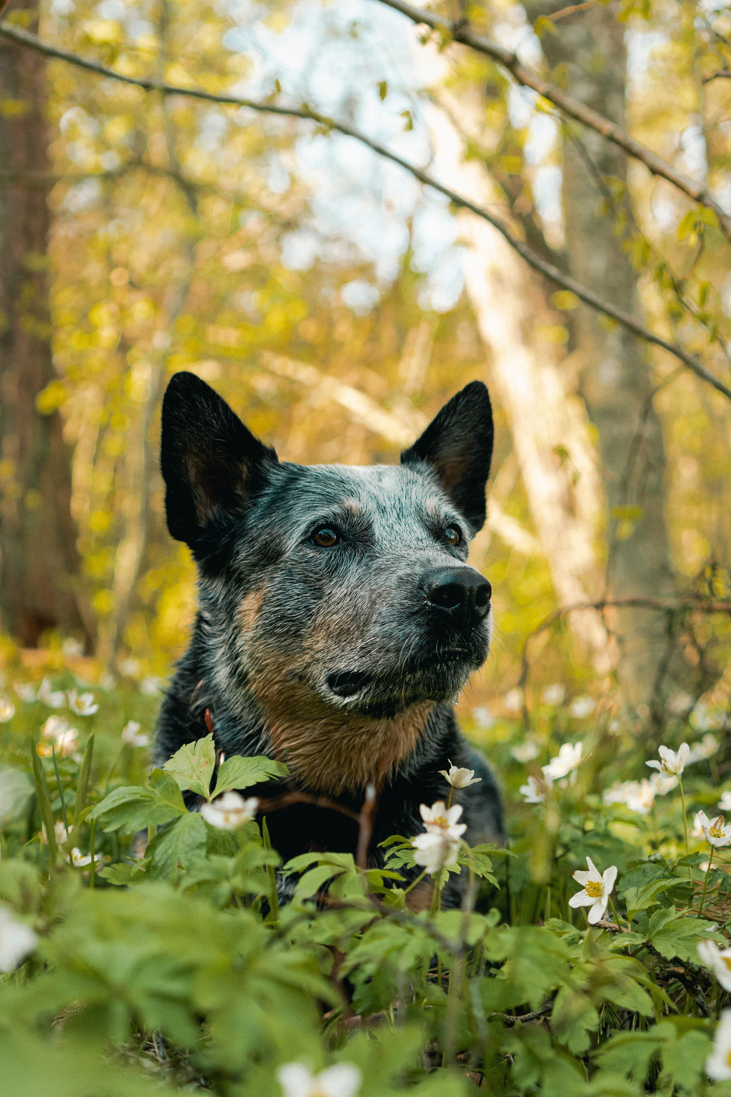 Oskar, Maria & Dmitrii. Kat Laisaar — Pet photographer in Tallinn