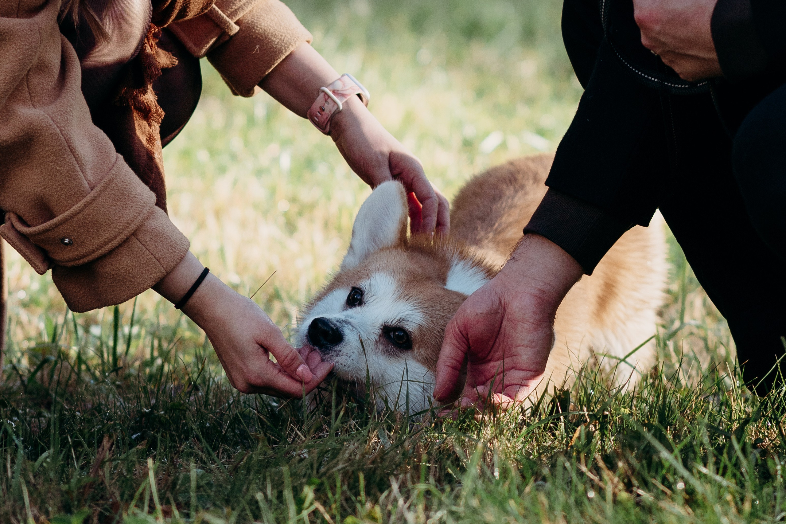 Liisa, Alexander & Marsel. Фотограф-анималист в Таллинне, Катя Лайсаар