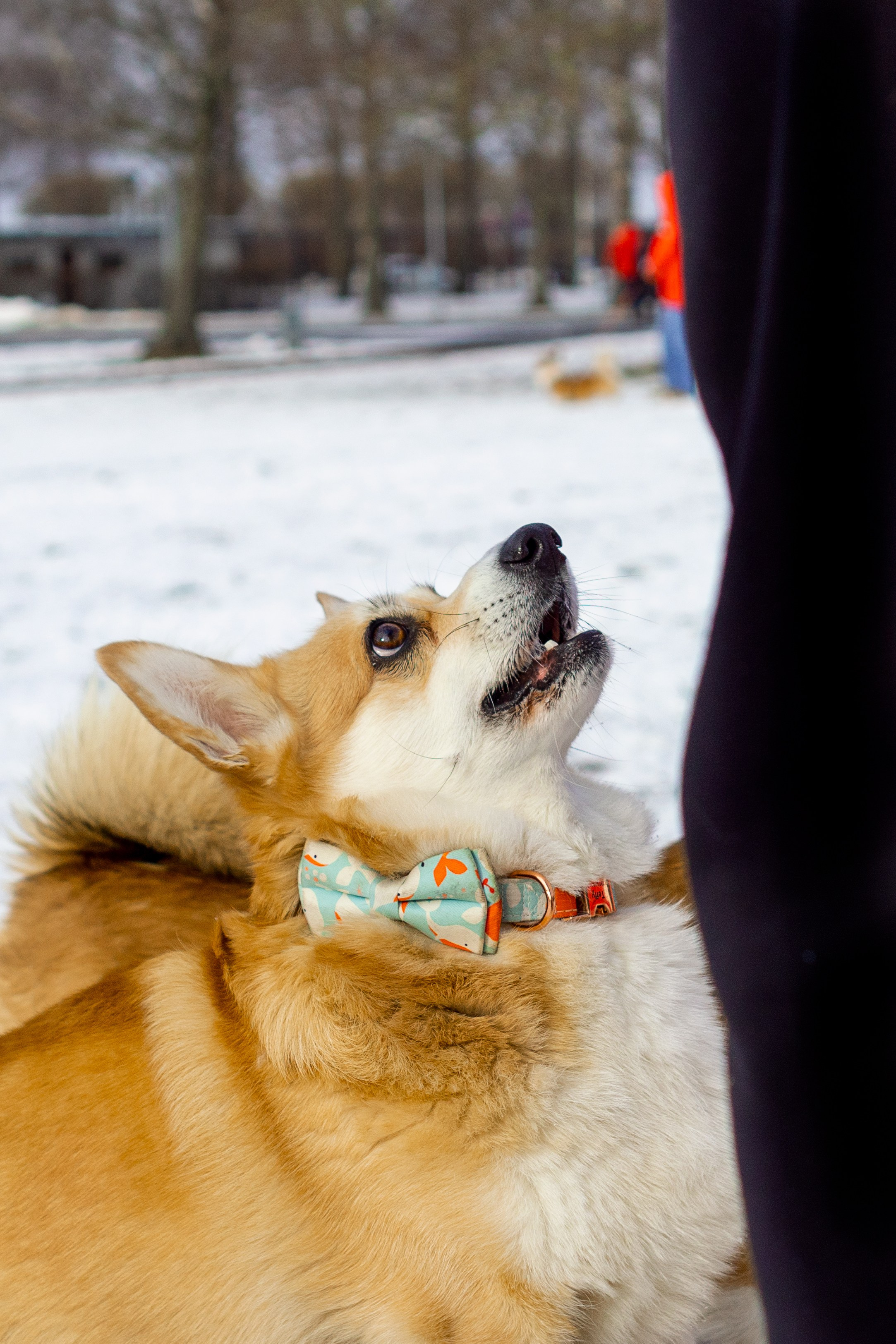 Corgi party, 23 feb. 2025. Kat Laisaar — Pet photographer in Tallinn