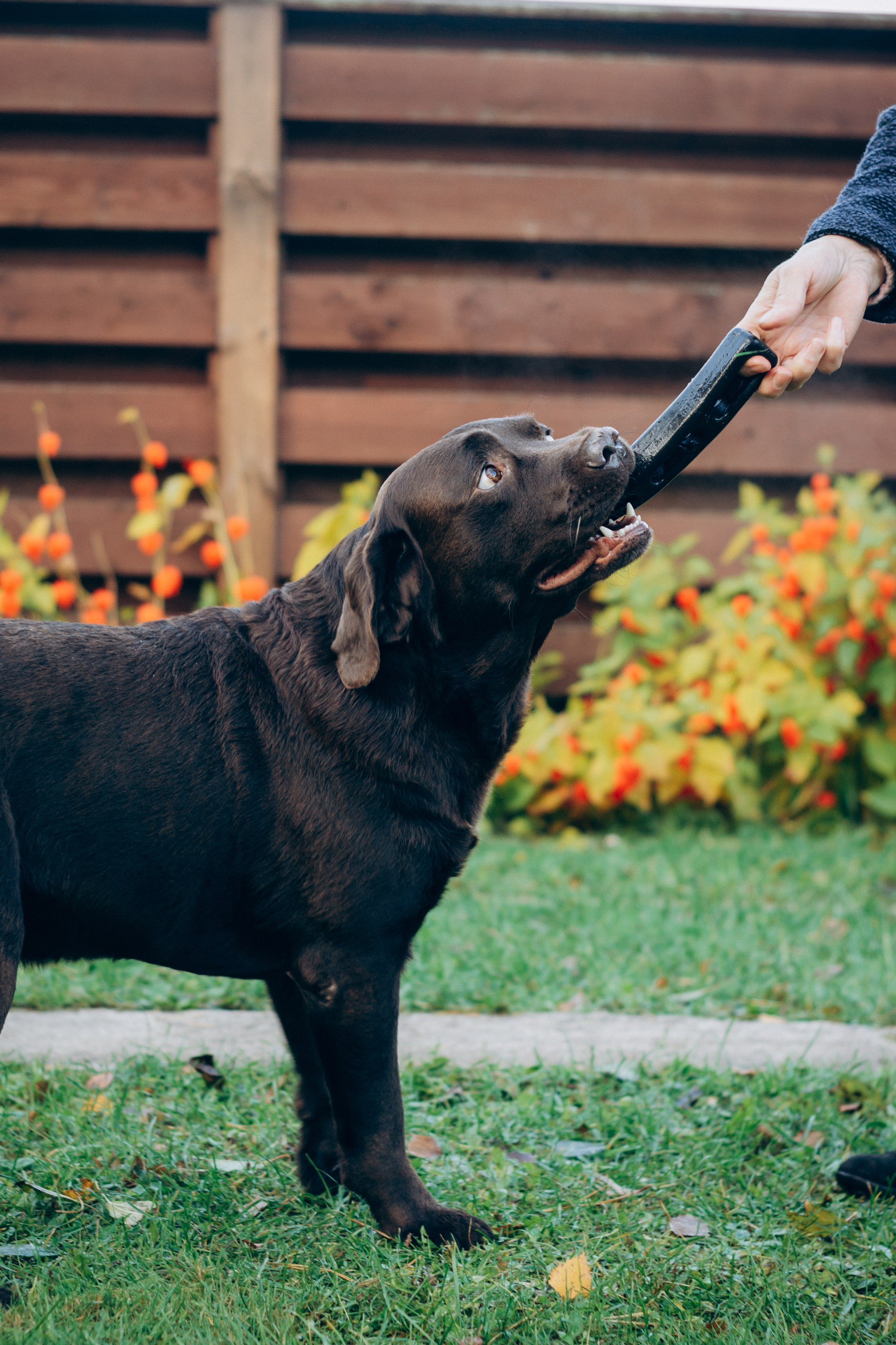 Harvi, chocolate Labrador Retriever. Kat Laisaar — Pet photographer in Tallinn