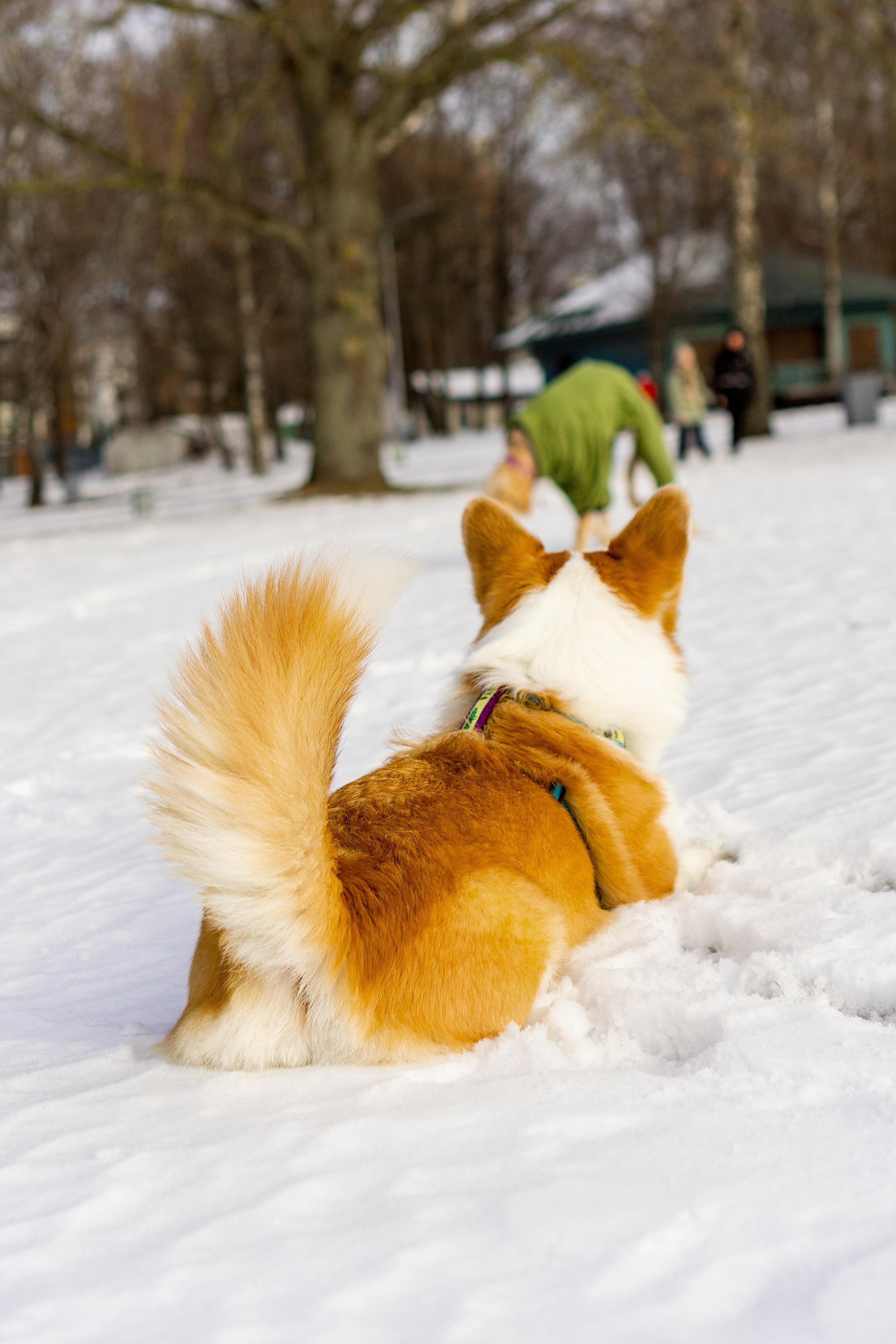 Corgi party, 23 feb. 2025. Kat Laisaar — Pet photographer in Tallinn