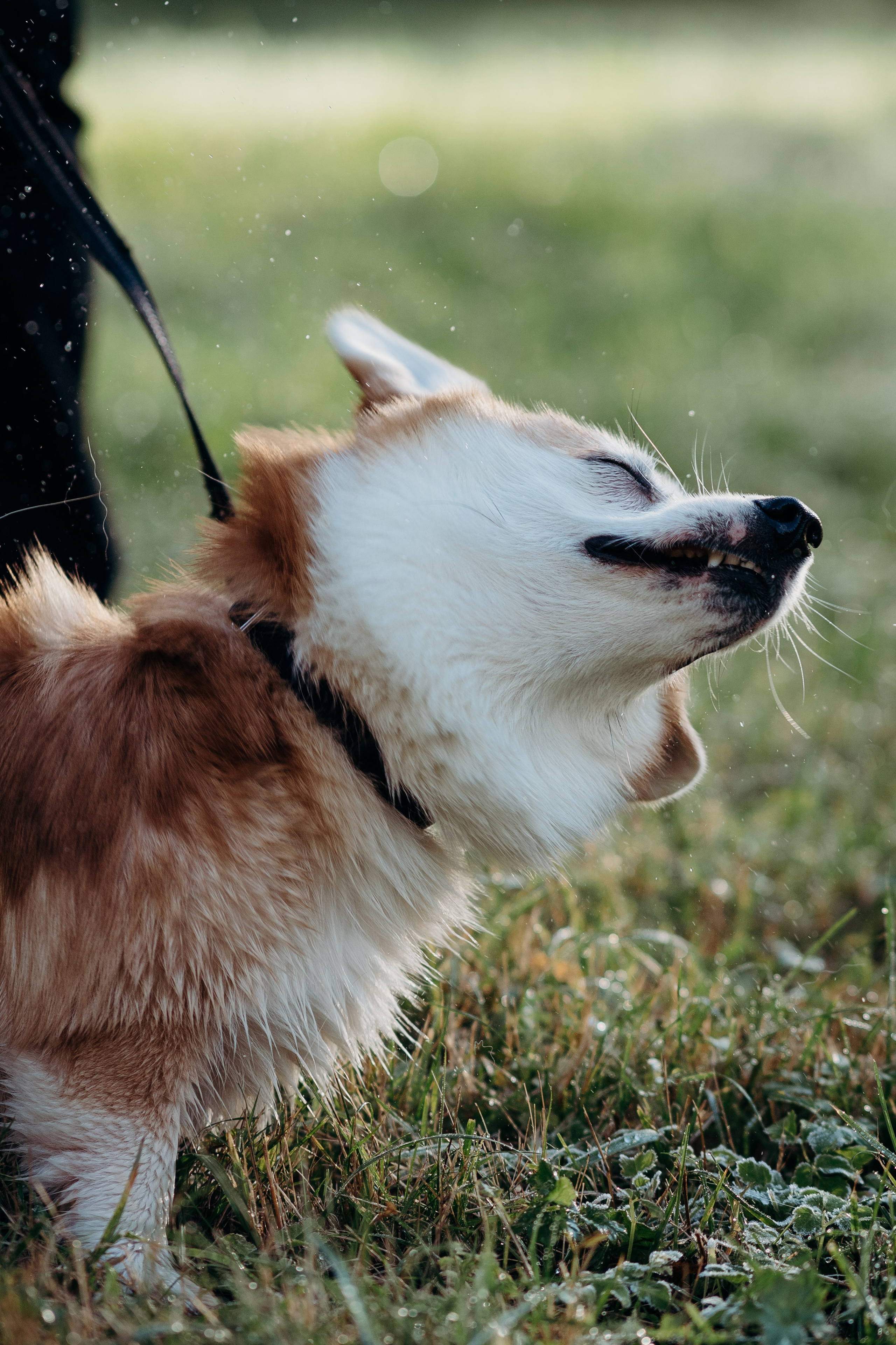Liisa, Alexander & Marsel. Фотограф-анималист в Таллинне, Катя Лайсаар
