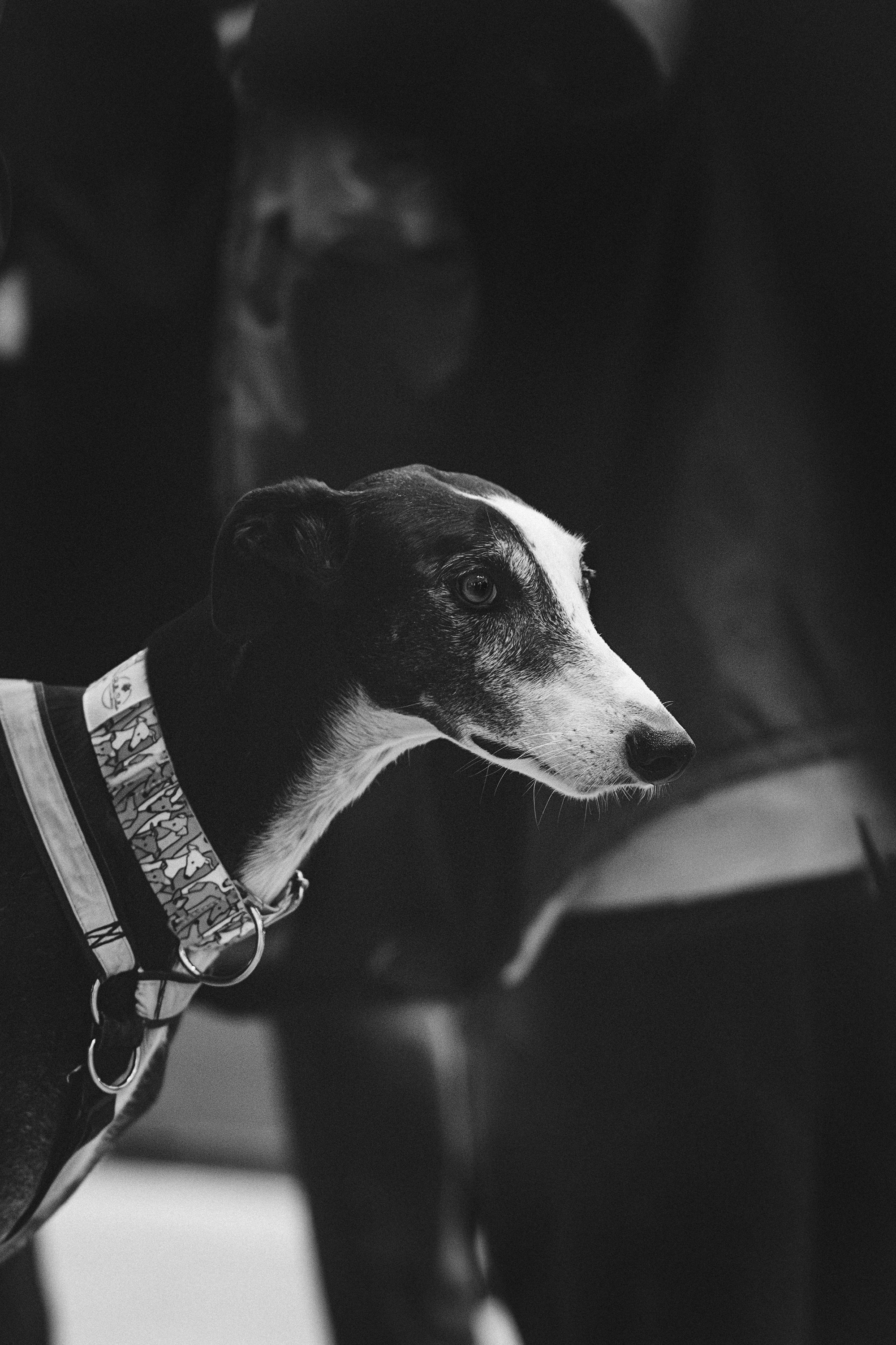 GalgoTreff / Solaris keskus 16 november. Kat Laisaar — Pet photographer in Tallinn