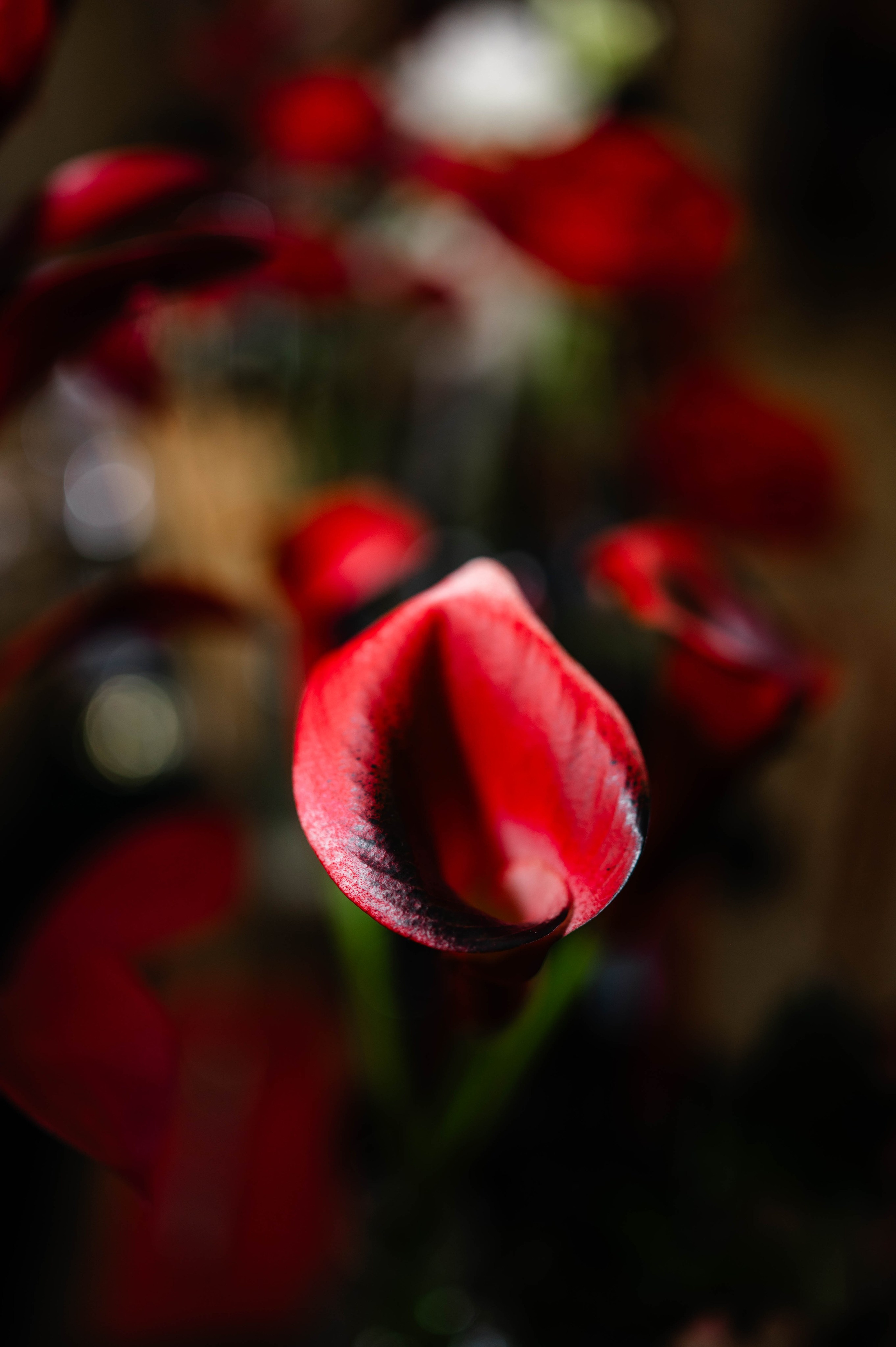 Cristina + Dan | Autumn Wedding. Alexandra Hanu Photographer