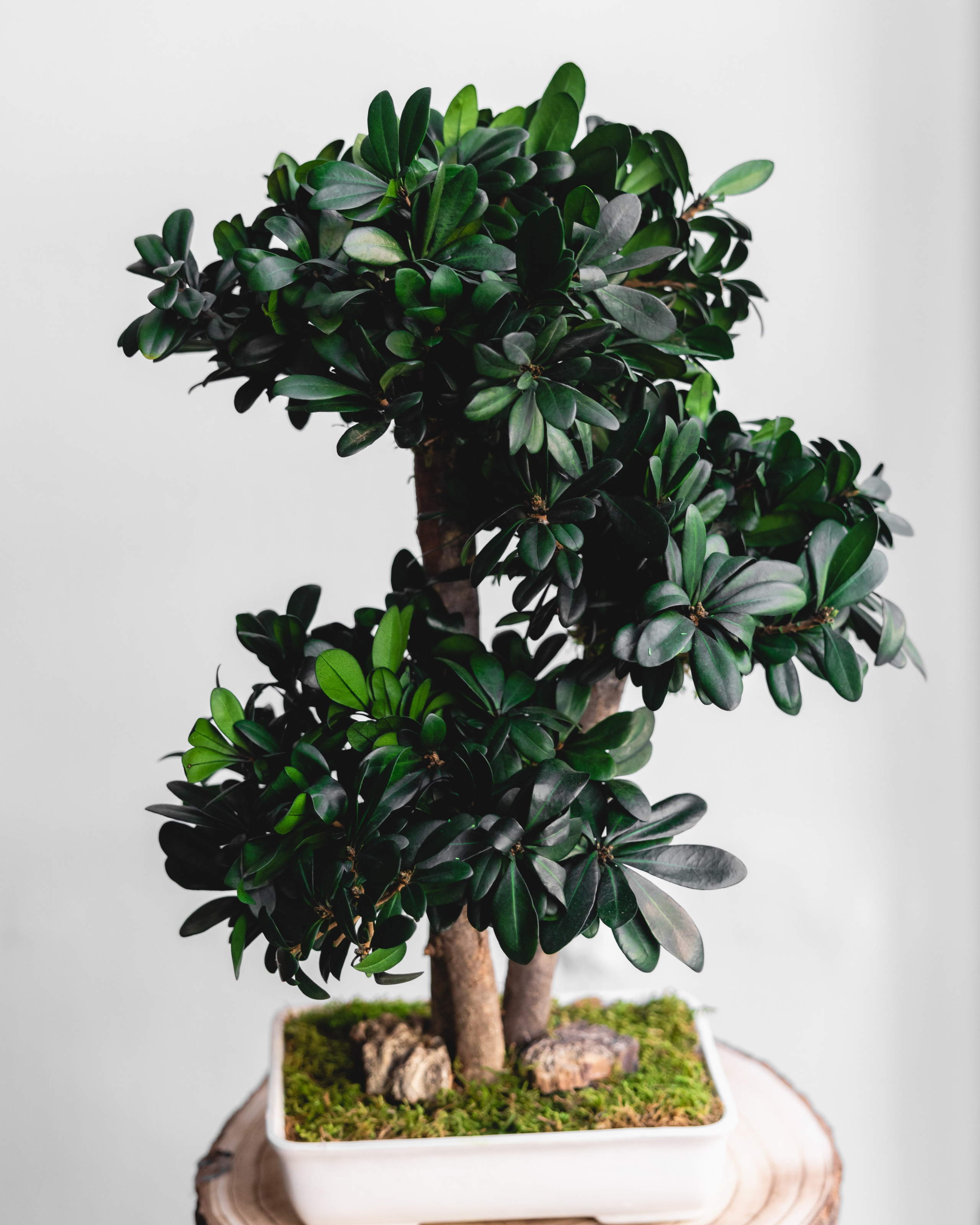 Wow blomster. Professional wedding photographer in Copenhagen, Denmark — Julia Byron