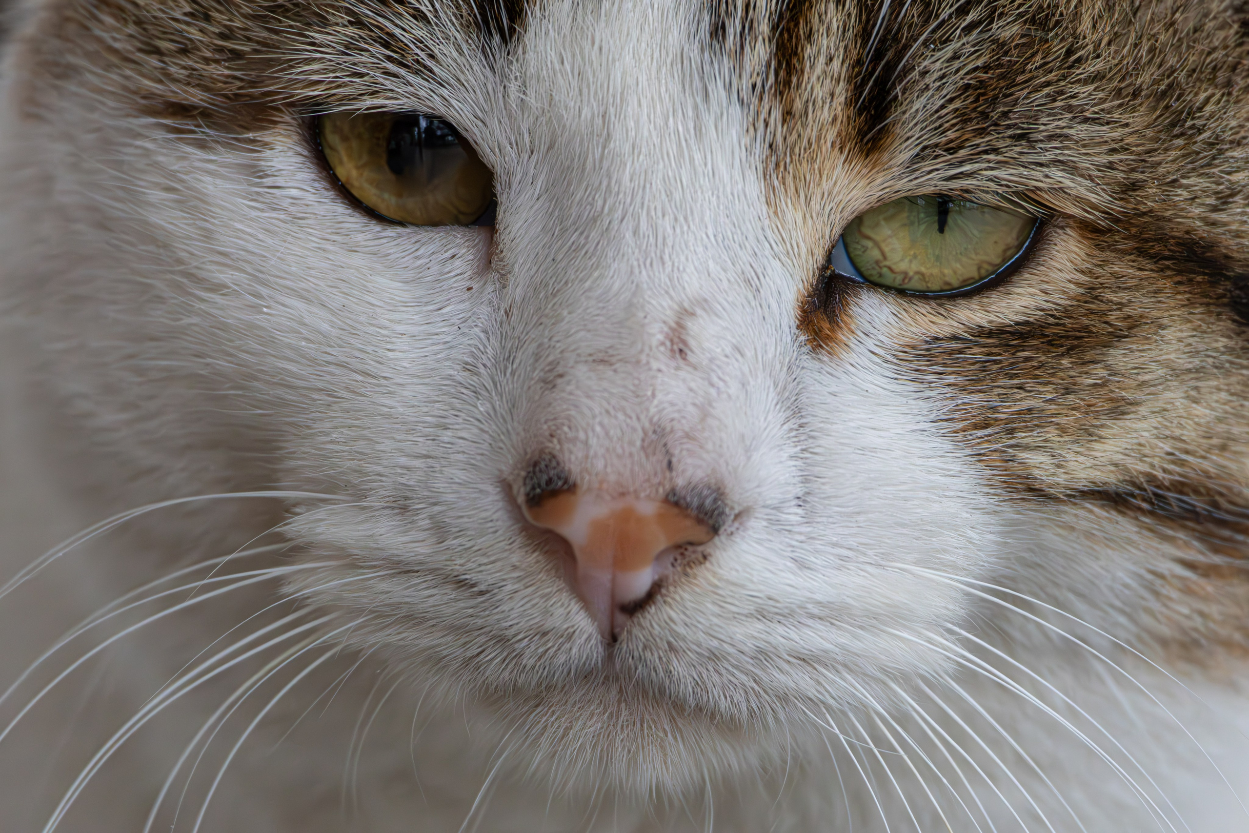 საგაზაფხულო გასეირნება წავკისისწყალის ხეობაში. FramefreeMan