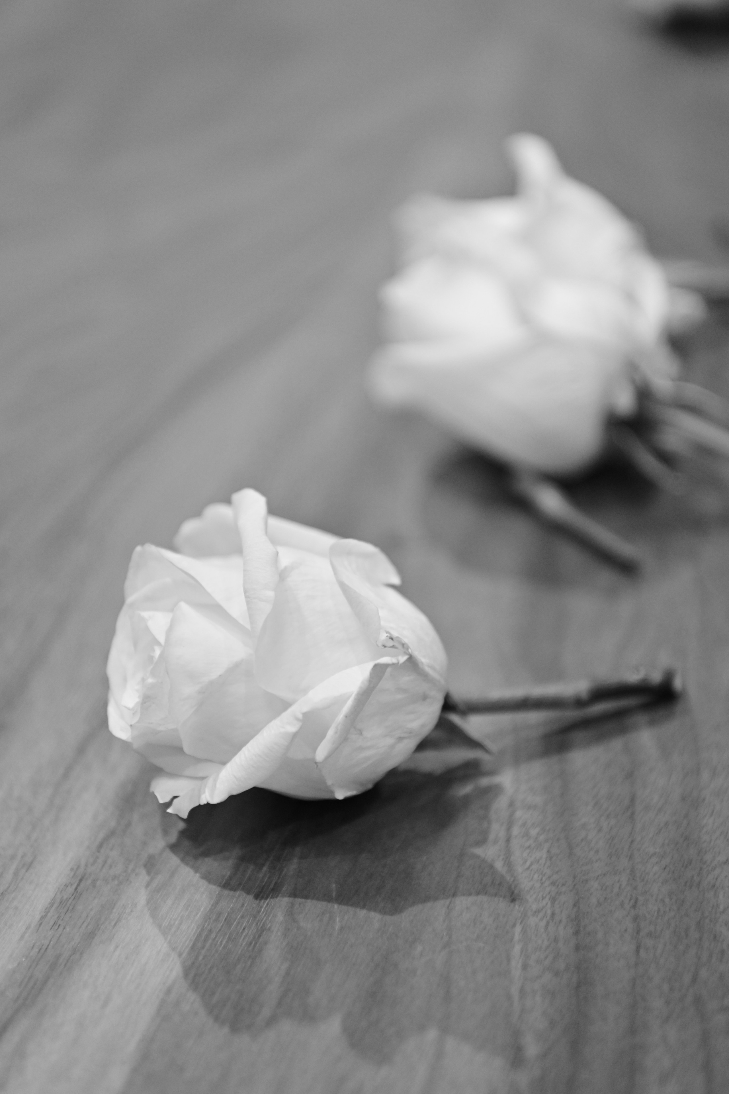 M&Z. Alena Tau | Wedding & Family Photographer Vancouver WA and Portland OR