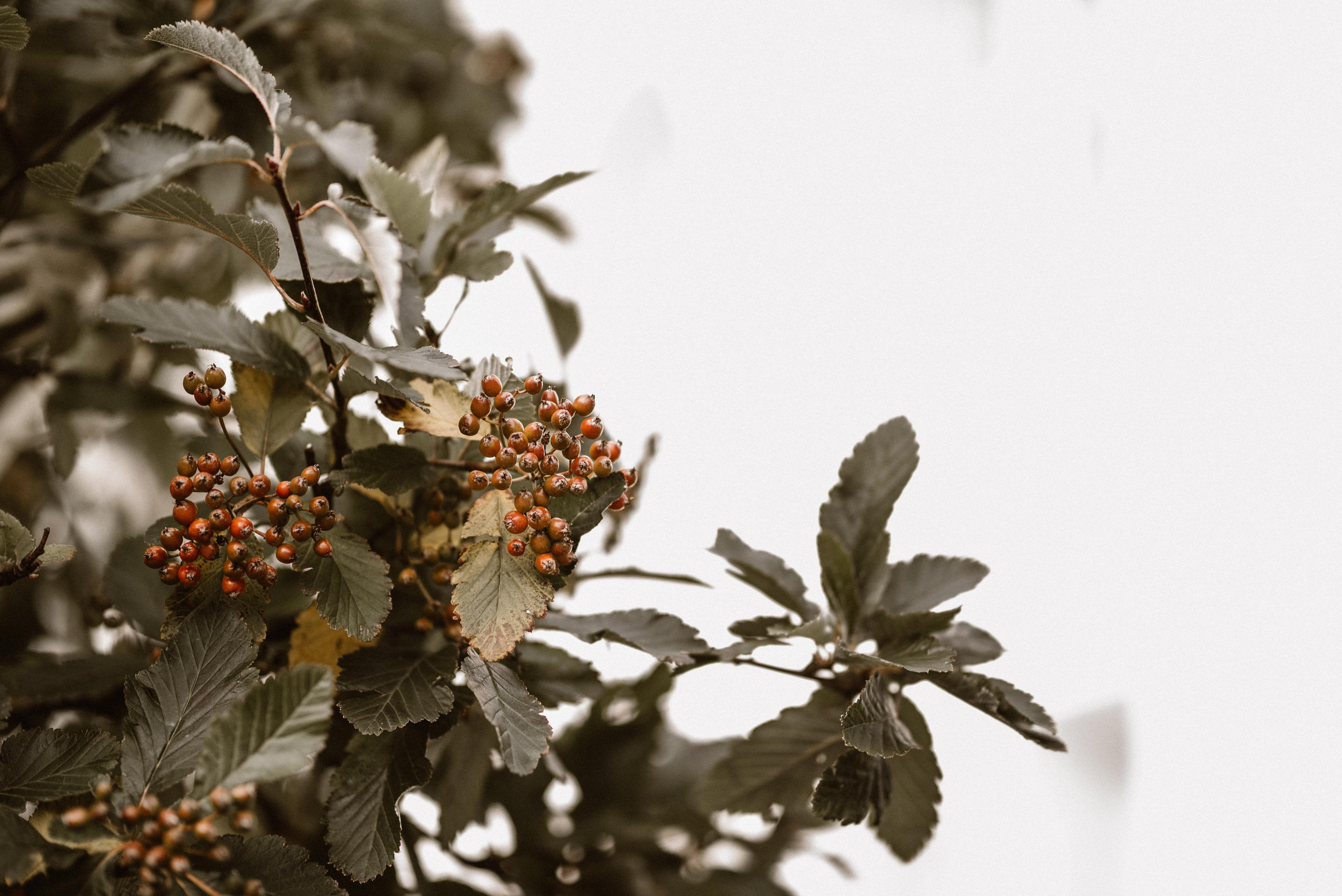 Birna and Benni. Michalina Dzianach Wedding Photographer Iceland