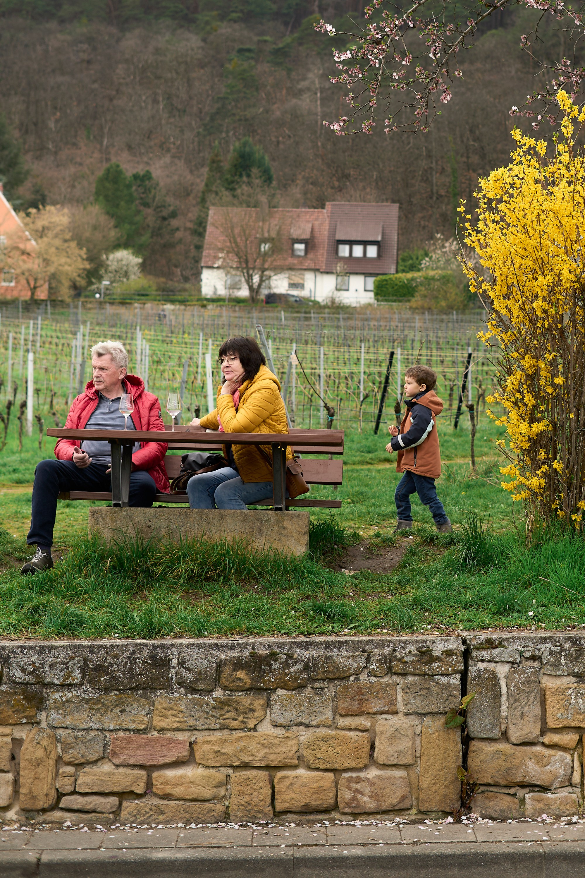 Mandelblütenfest (Gimmeldingen) 2024. Aleksandr Steinbrenner | Streetfotografie