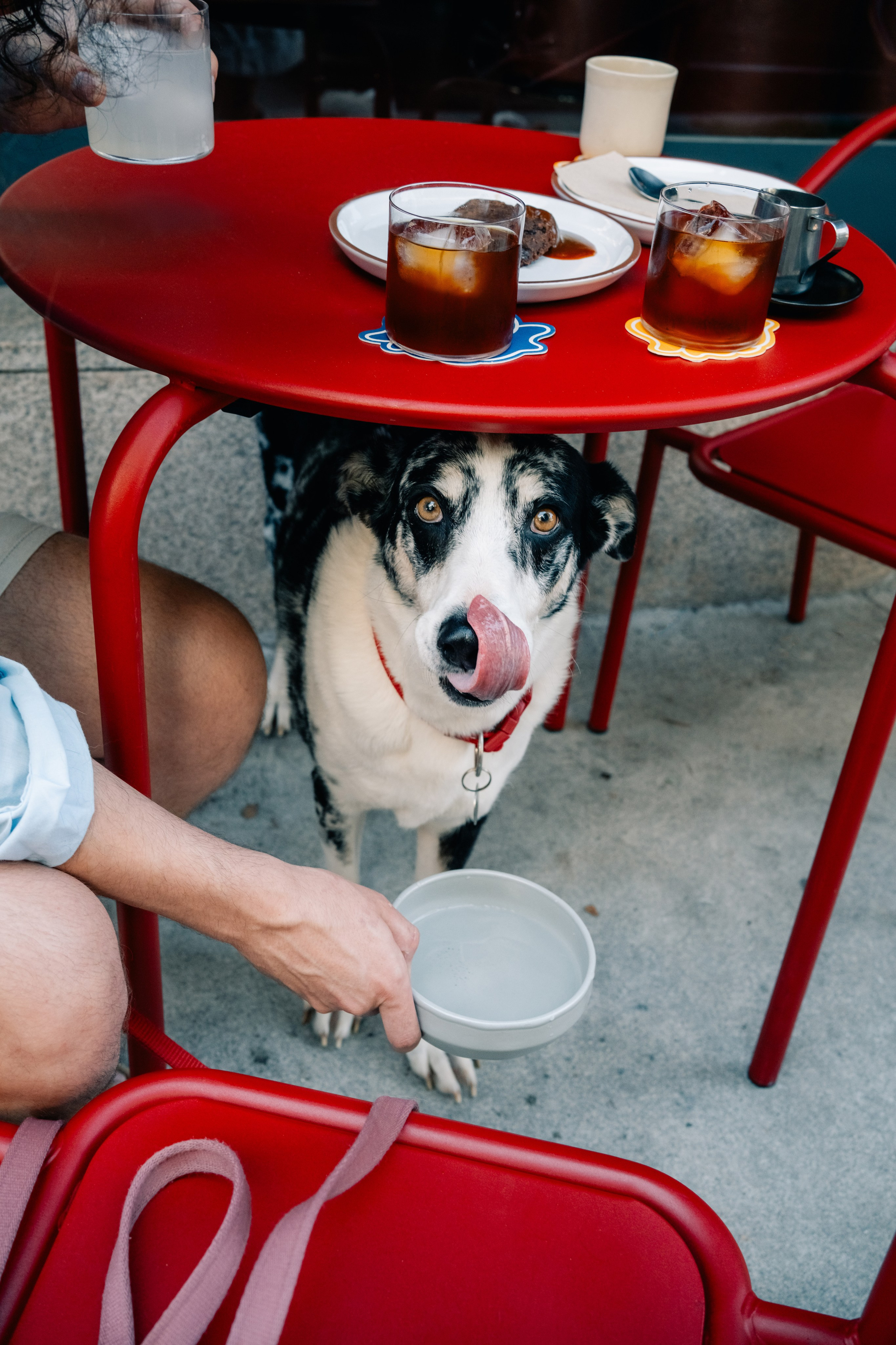 Yana & Pedro & Doggos. Maria Sher. Professional photographer from Porto, Portugal