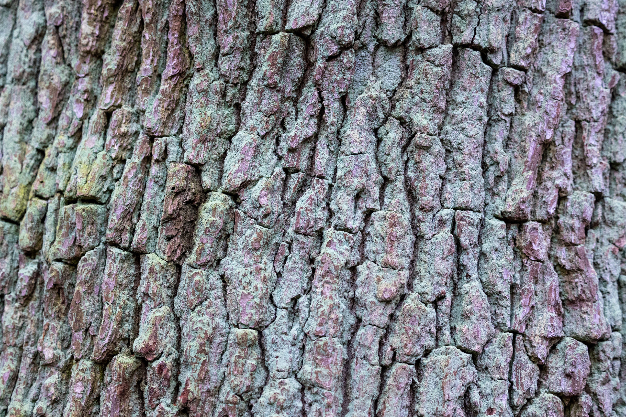 Forår. Fotograf Aarhus | Portrætfoto Århus | Flotte billeder