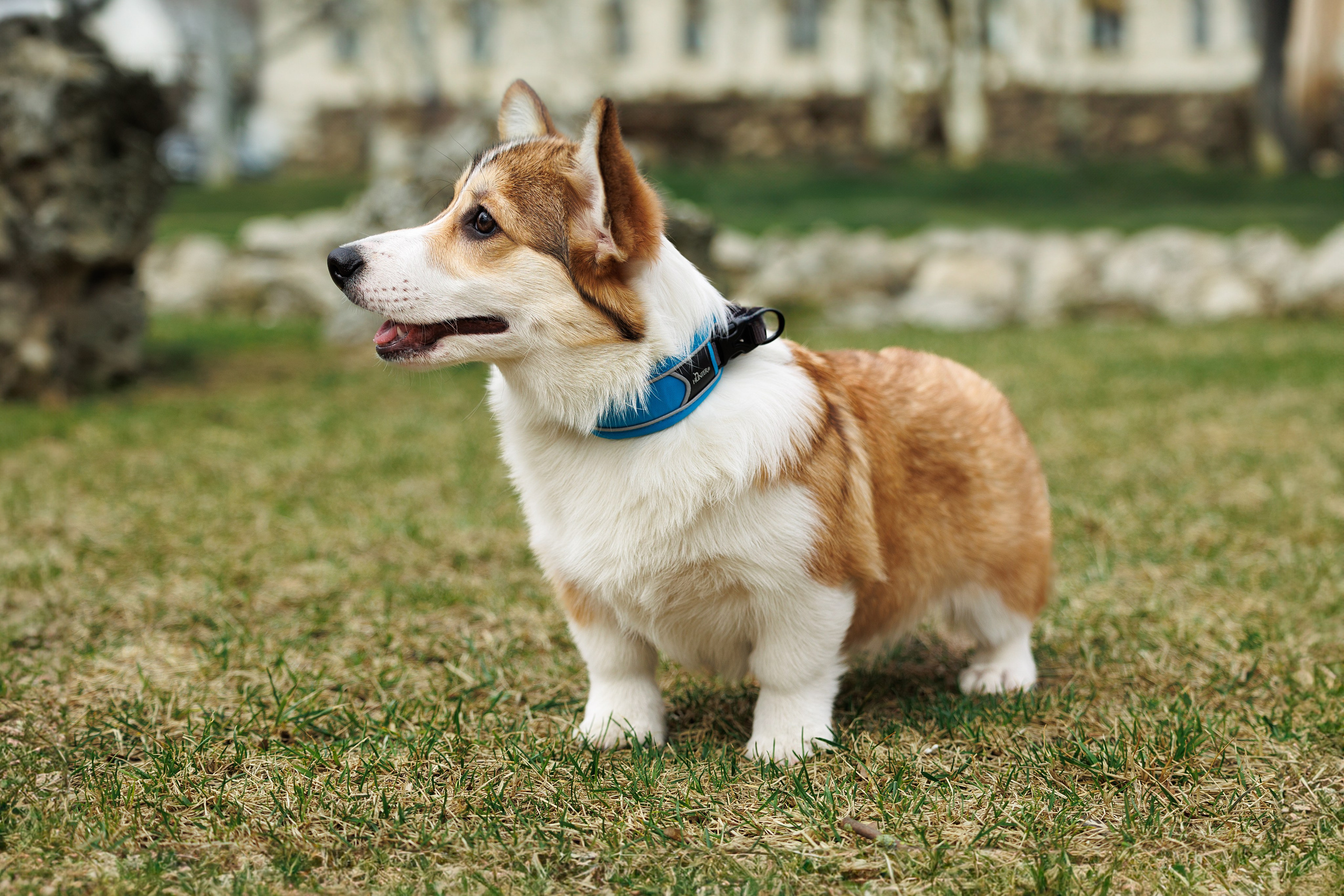Welsh Corgi puppies. Семейный фотограф в Кишинёве Пулькина Ольга