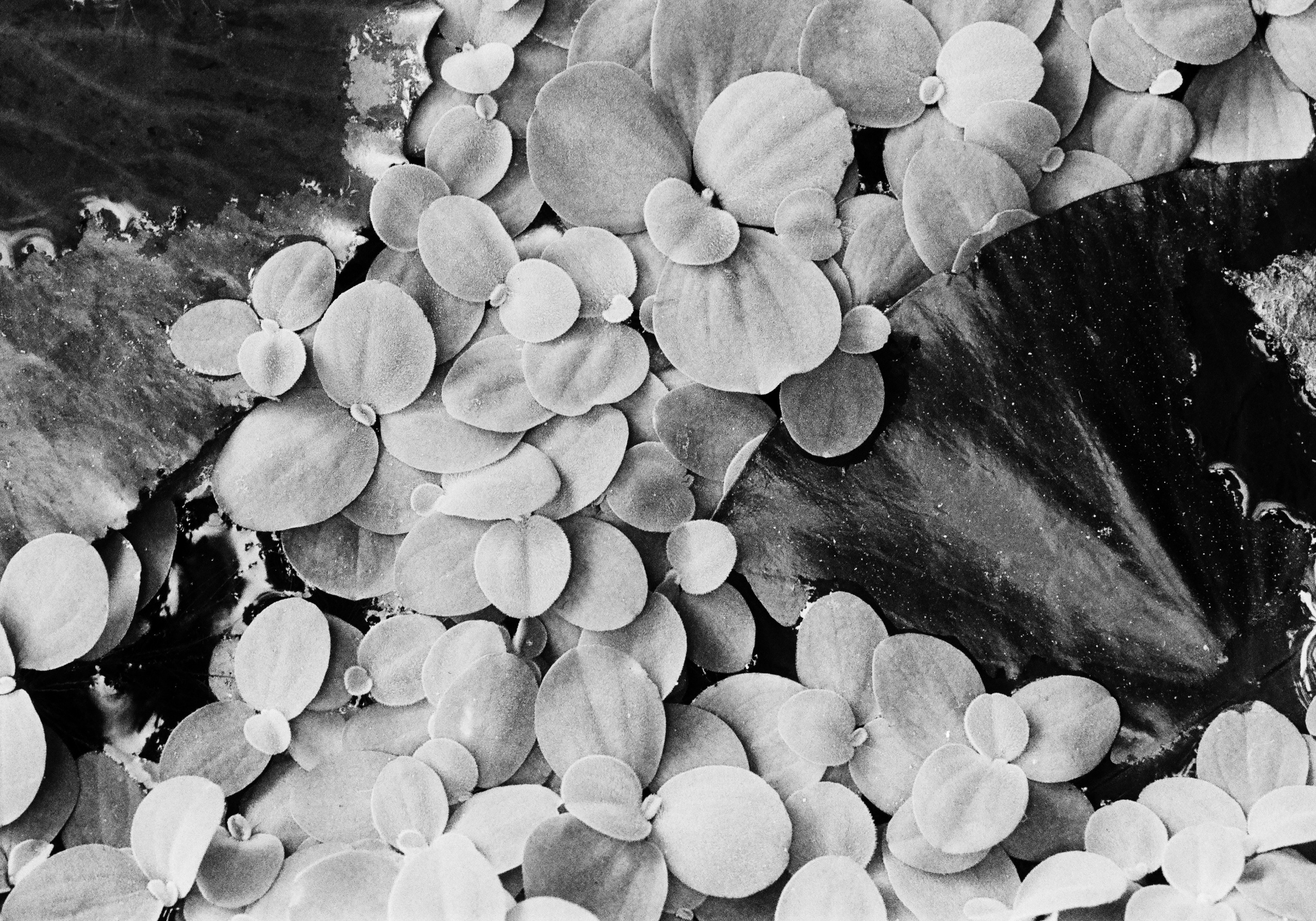 Monochrome |Barely Somewhere Studio