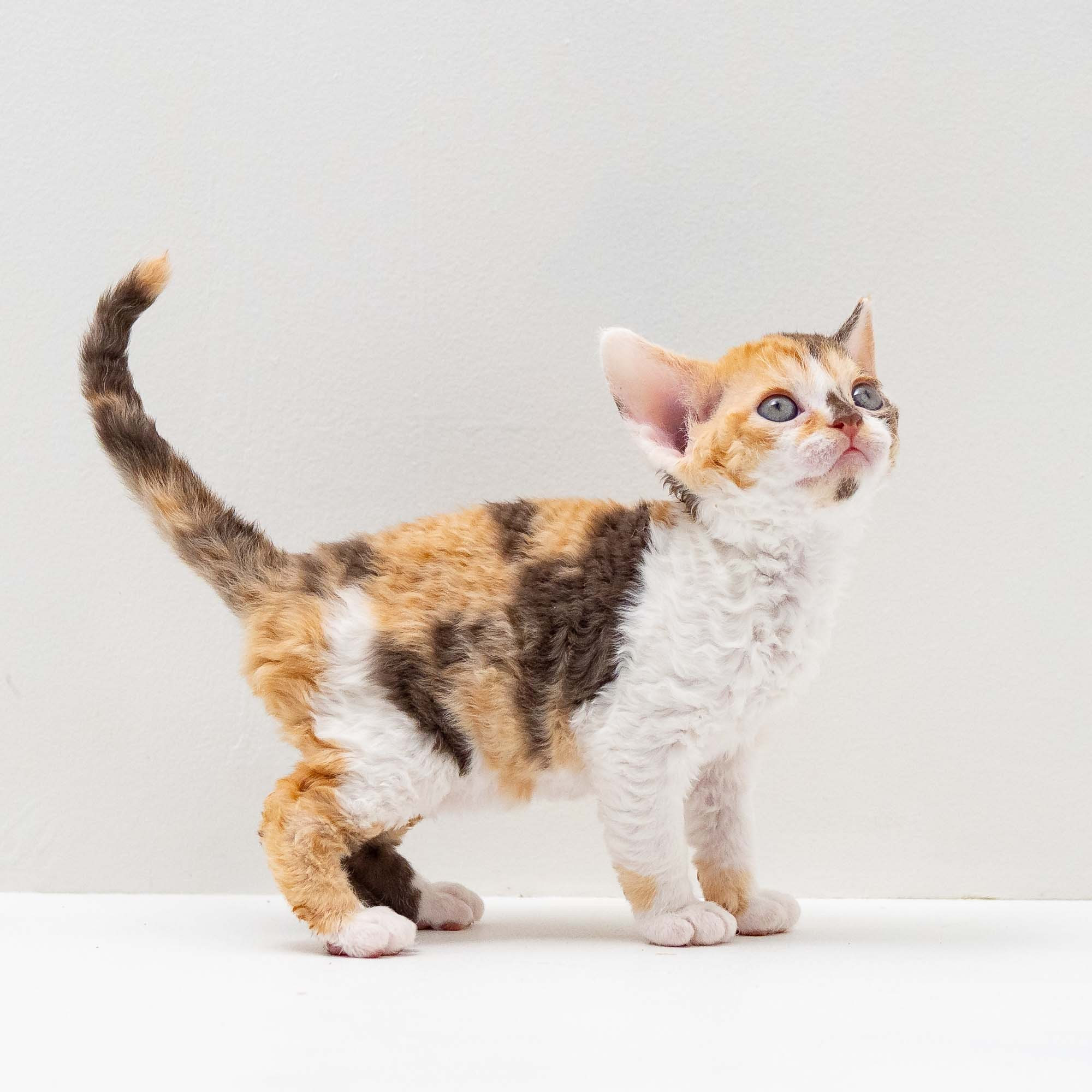 Sepulka,  girl, born on 01.18.25. Devon Rex Pixie Cattery