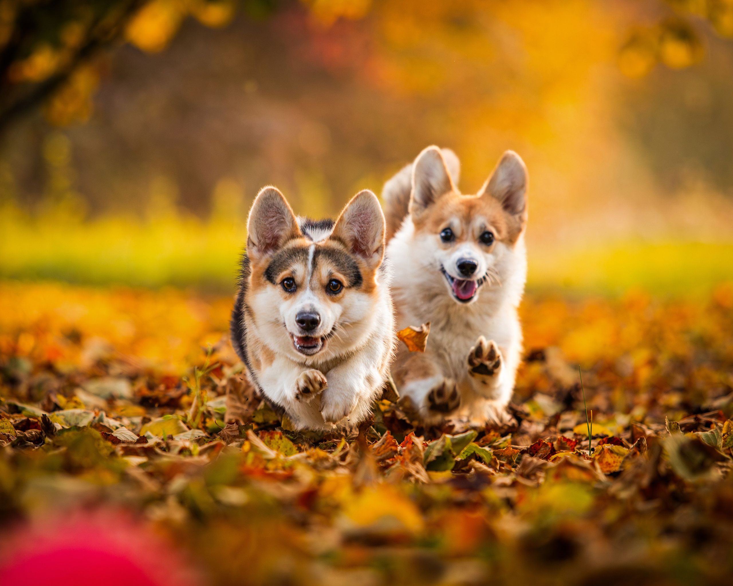 Plener. Yurii Orlyk Photography