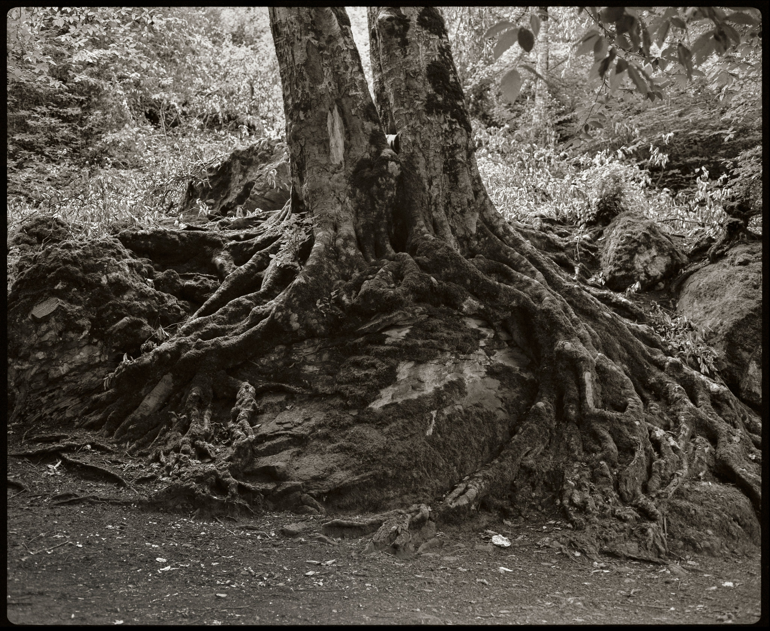 NATURE. Www.sananaleskerov.com