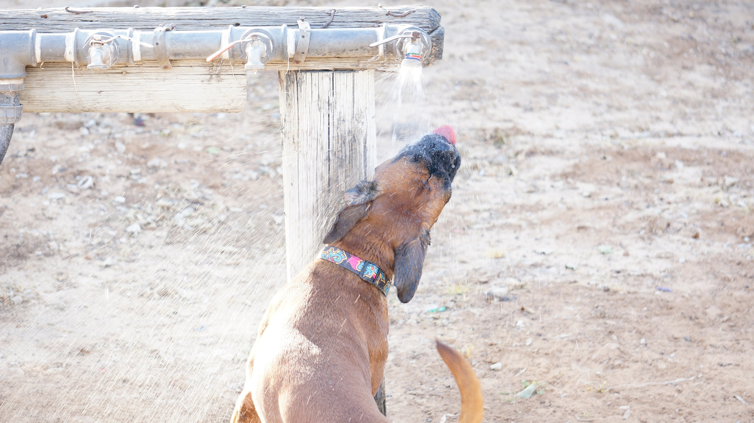 My ״Star״ Boxer Dog