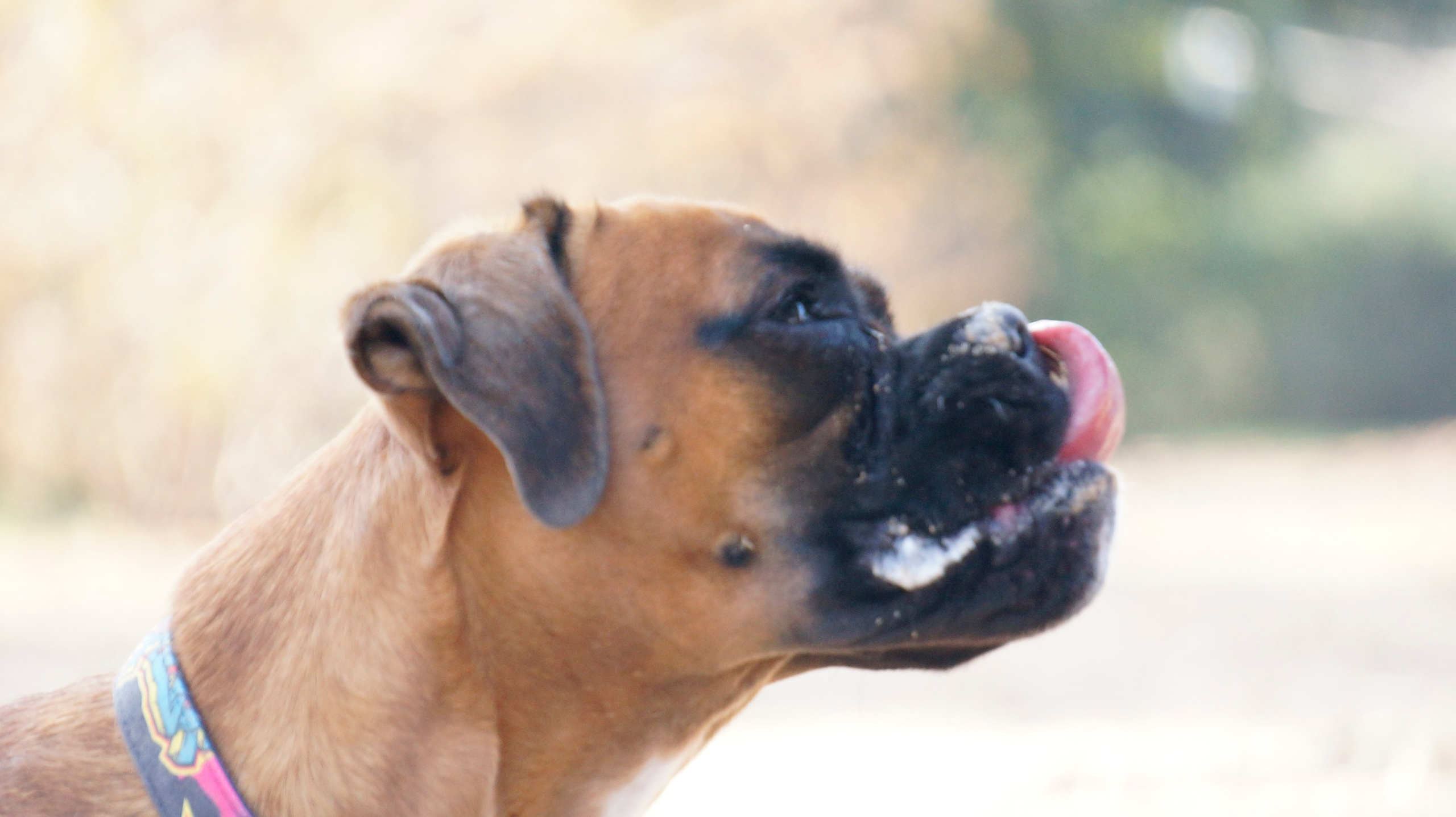 My ״Star״ Boxer Dog