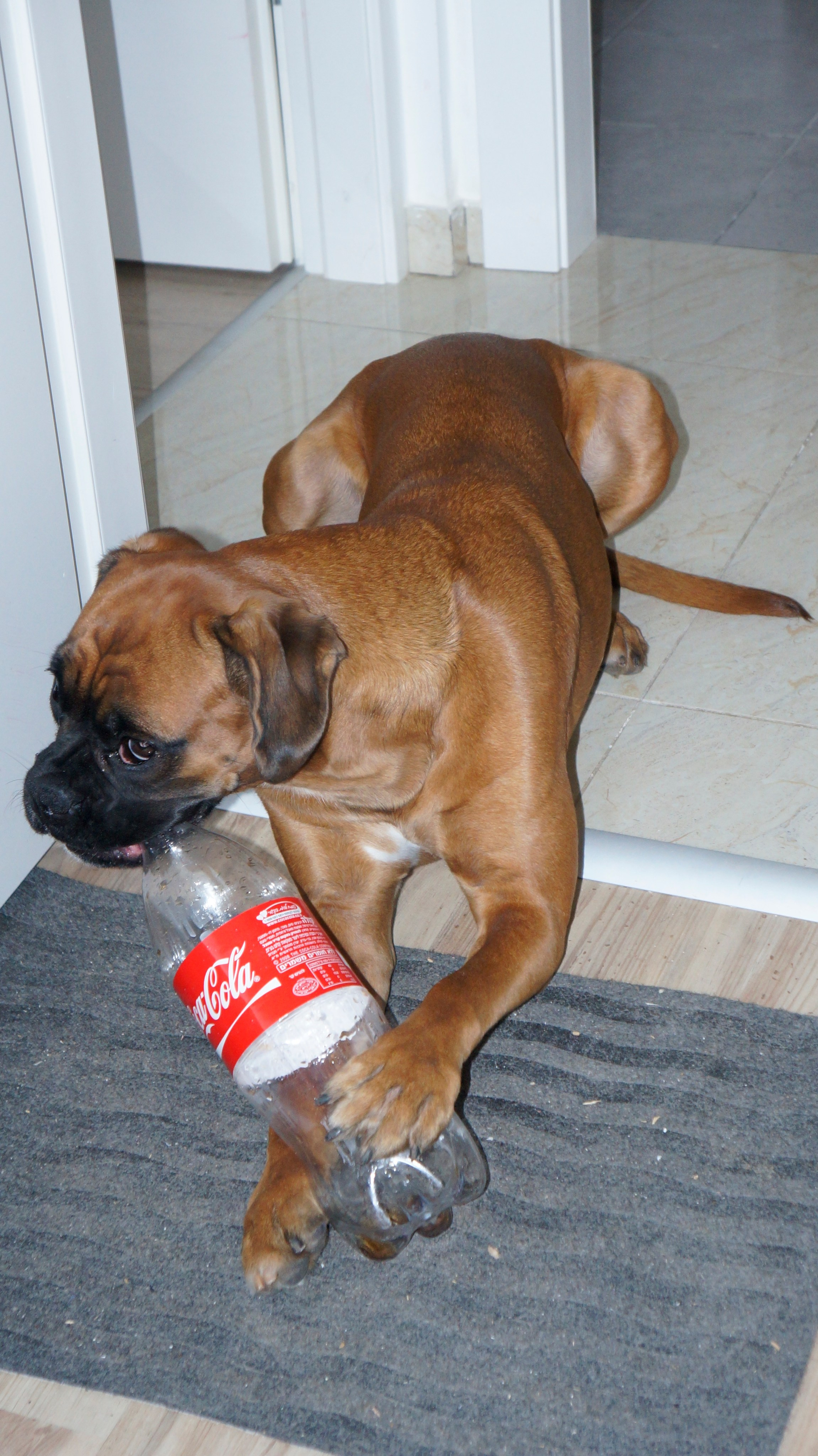 My ״Star״ Boxer Dog