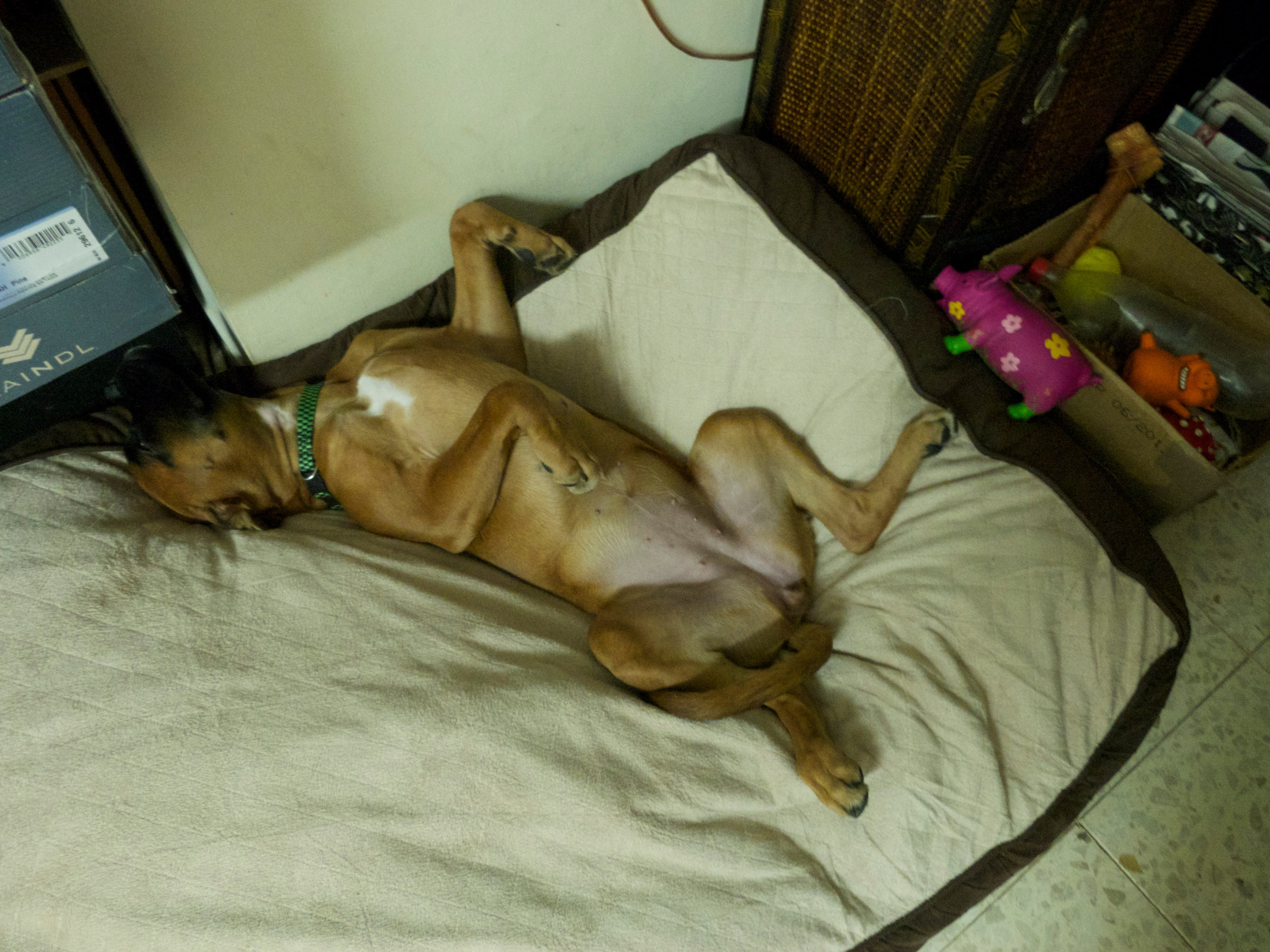 My ״Star״ Boxer Dog