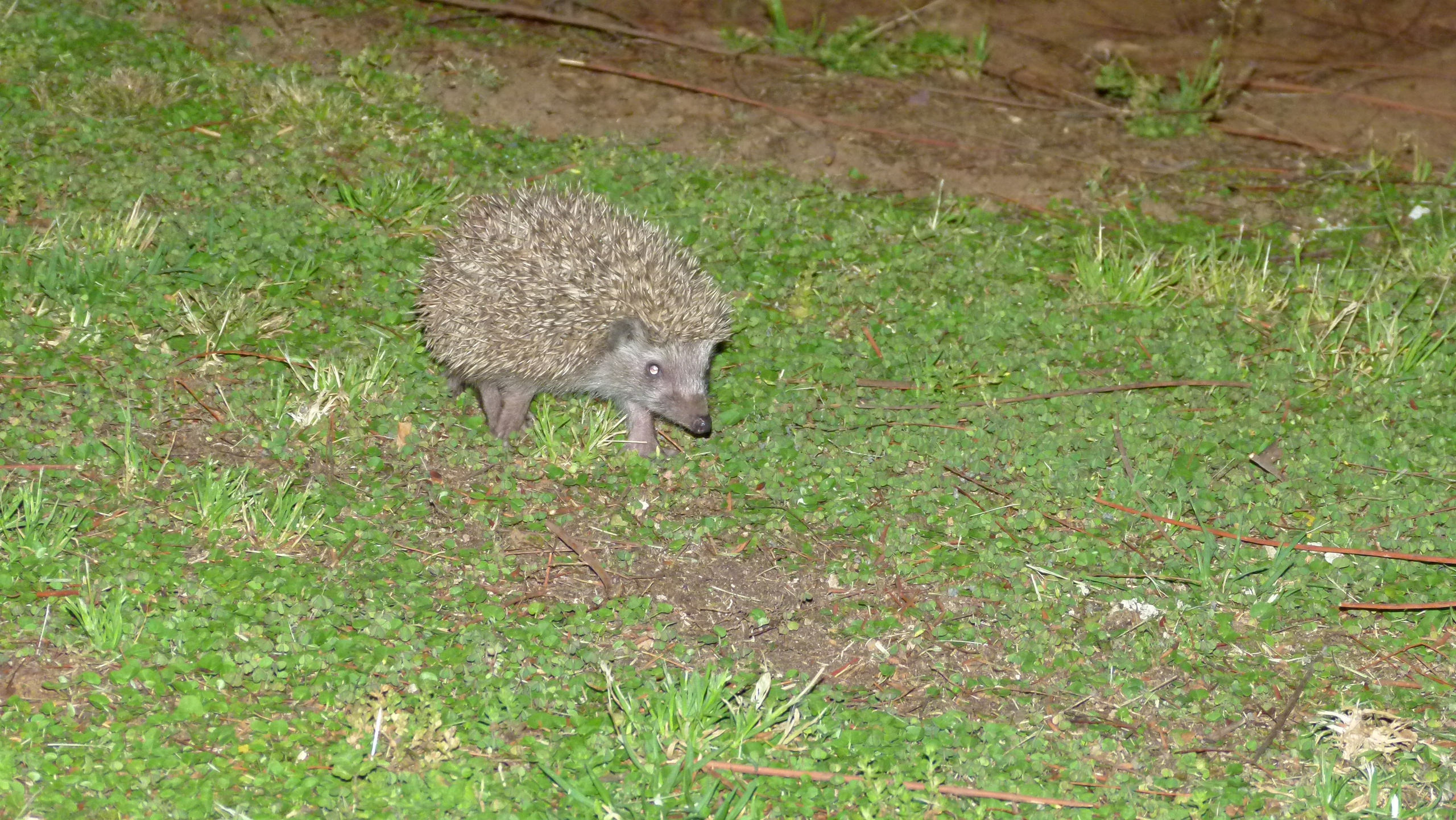 ISRAEL and beautiful people